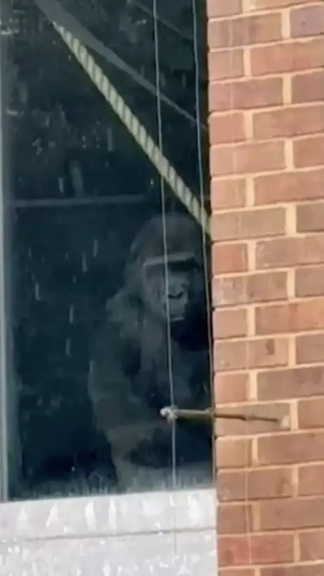 Exploradores urbanos encontram gorilas batendo na janela de zoológico, mesmo ele tendo sido fechado há anos