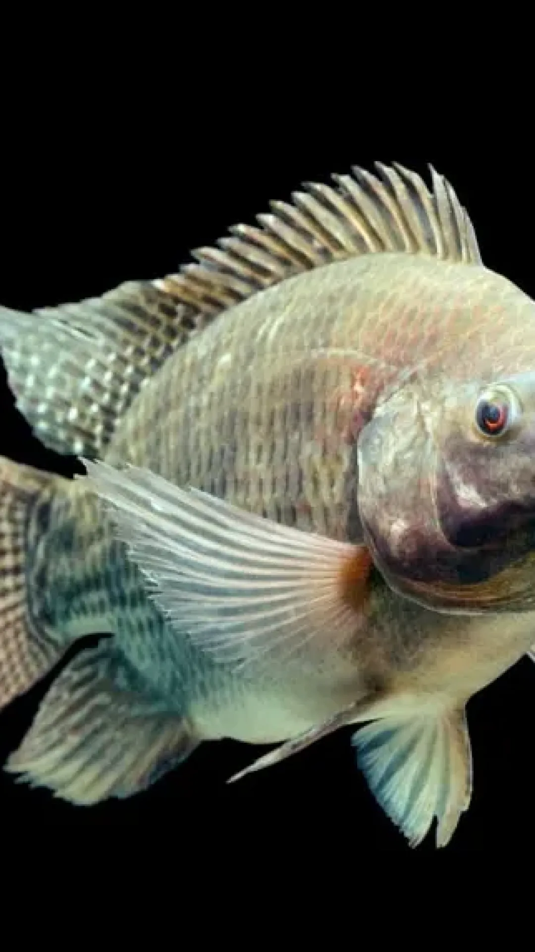 Fim da tilápia? Produção do peixe mais cultivado do Brasil pode ser proibida