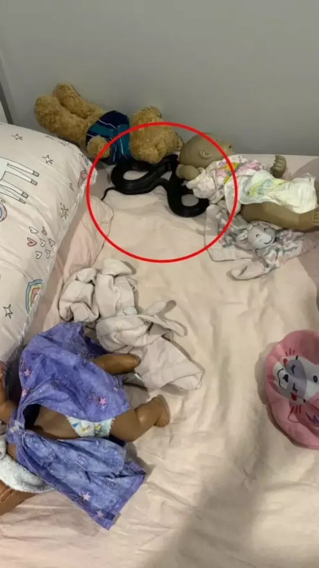 Foto arrepiante mostra animal incrivelmente perigoso ‘impossível de detectar’ escondido na cama de uma criança