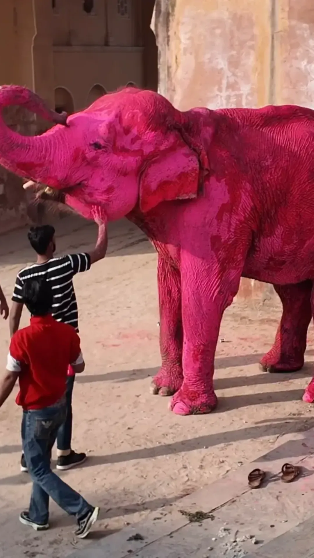 Fotógrafa defende pintar elefante de rosa-choque enquanto o animal morre pouco depois da sessão de fotos