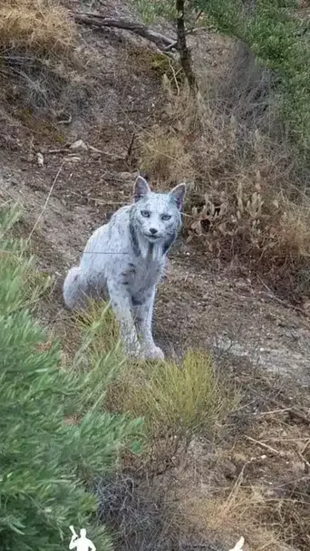 Fotógrafa registra o “primeiro” lince-ibérico branco, antes considerado extinto