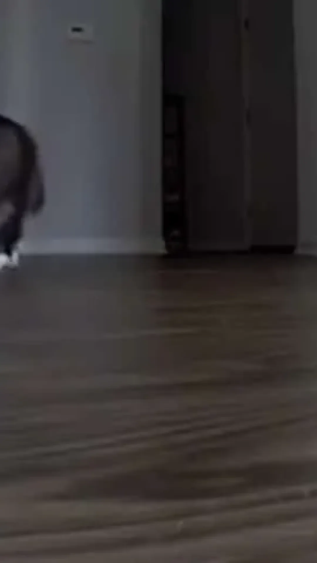Gato viraliza no TikTok com saudade dos donos em férias