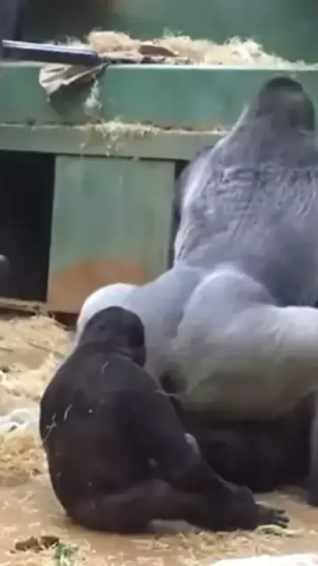 Gorilas acasalam na frente de crianças em zoológico