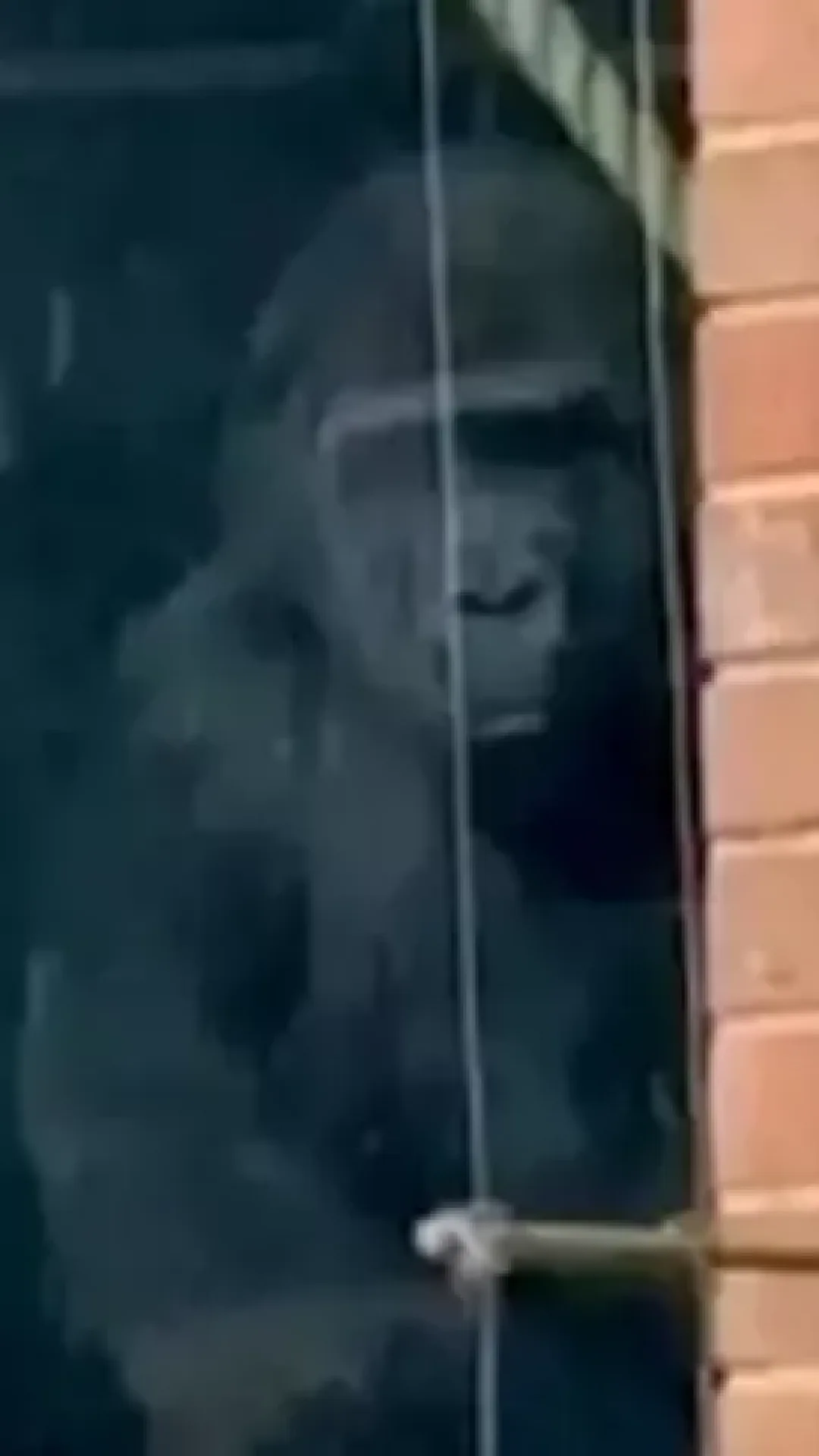 Grande atualização sobre gorilas descobertos batendo na janela de um zoológico que foi fechado há anos