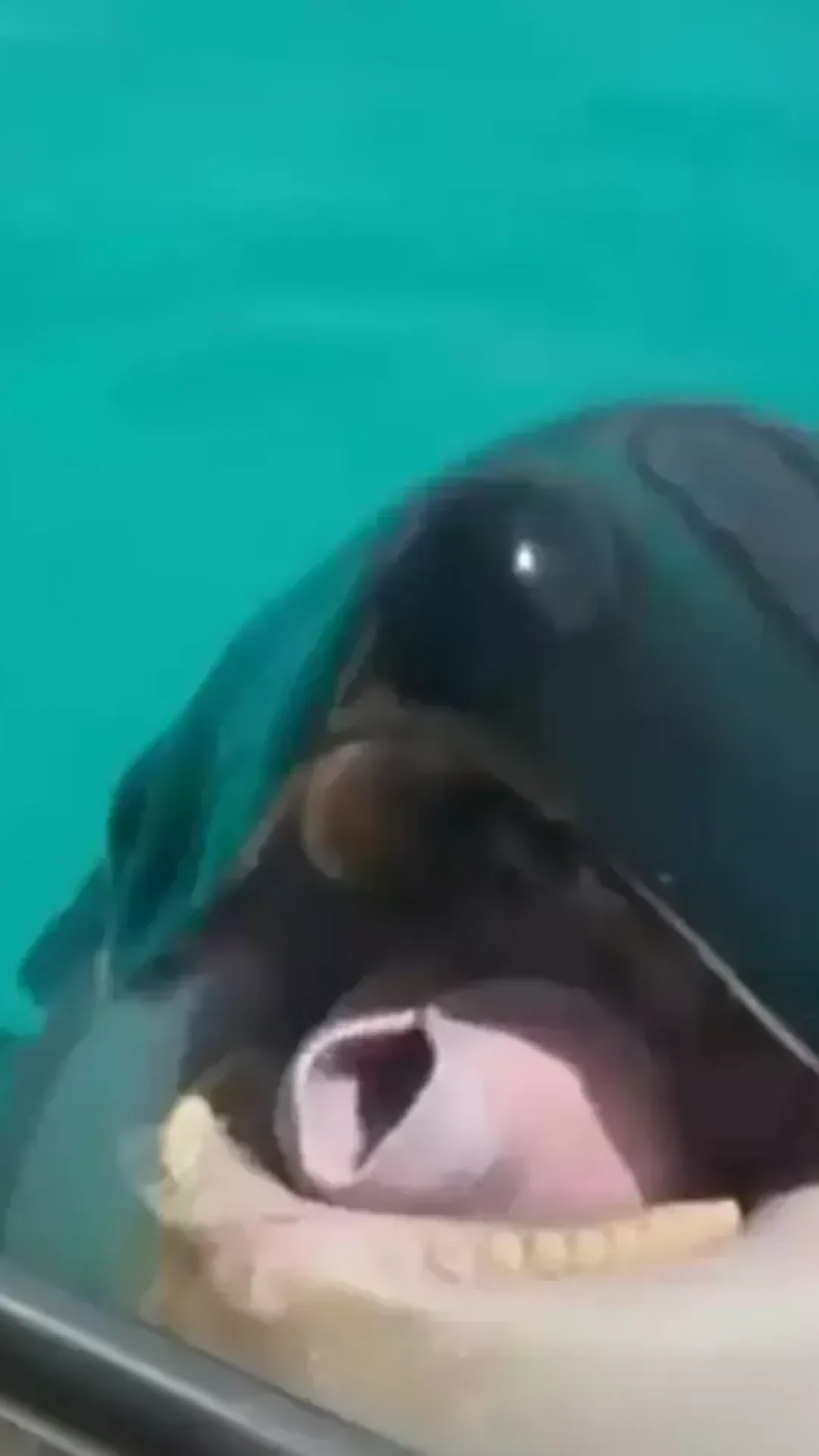 Gravação assustadora de orcas imitando fala humana deixa as pessoas impressionadas, mas extremamente apavoradas