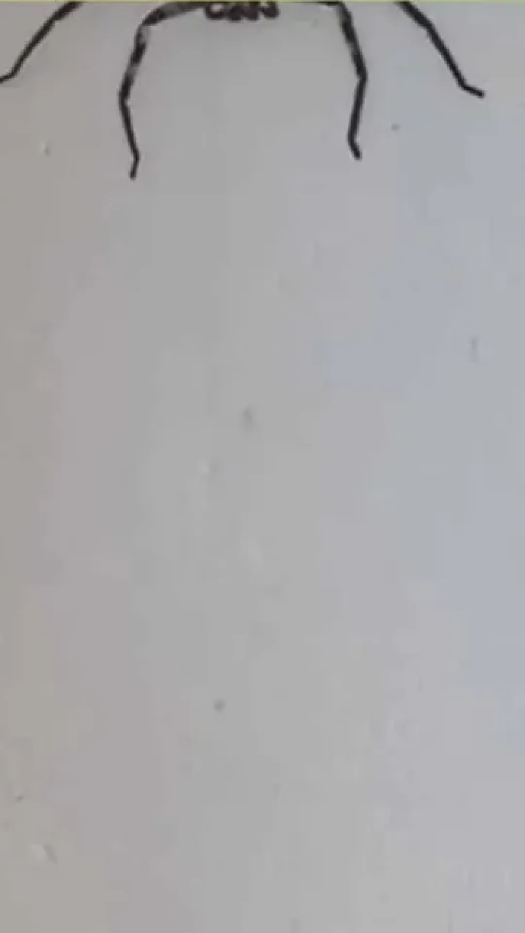 Homem australiano explica por que deixou uma aranha do tamanho do seu rosto viver em sua casa por um ano