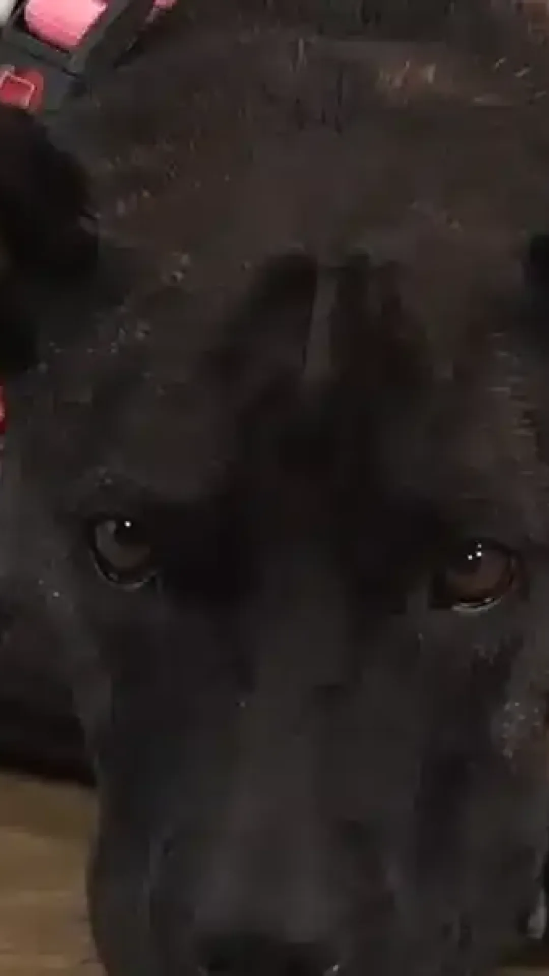 Homem cria vacina contra o câncer para seu “melhor amigo” cachorro usando o ChatGPT