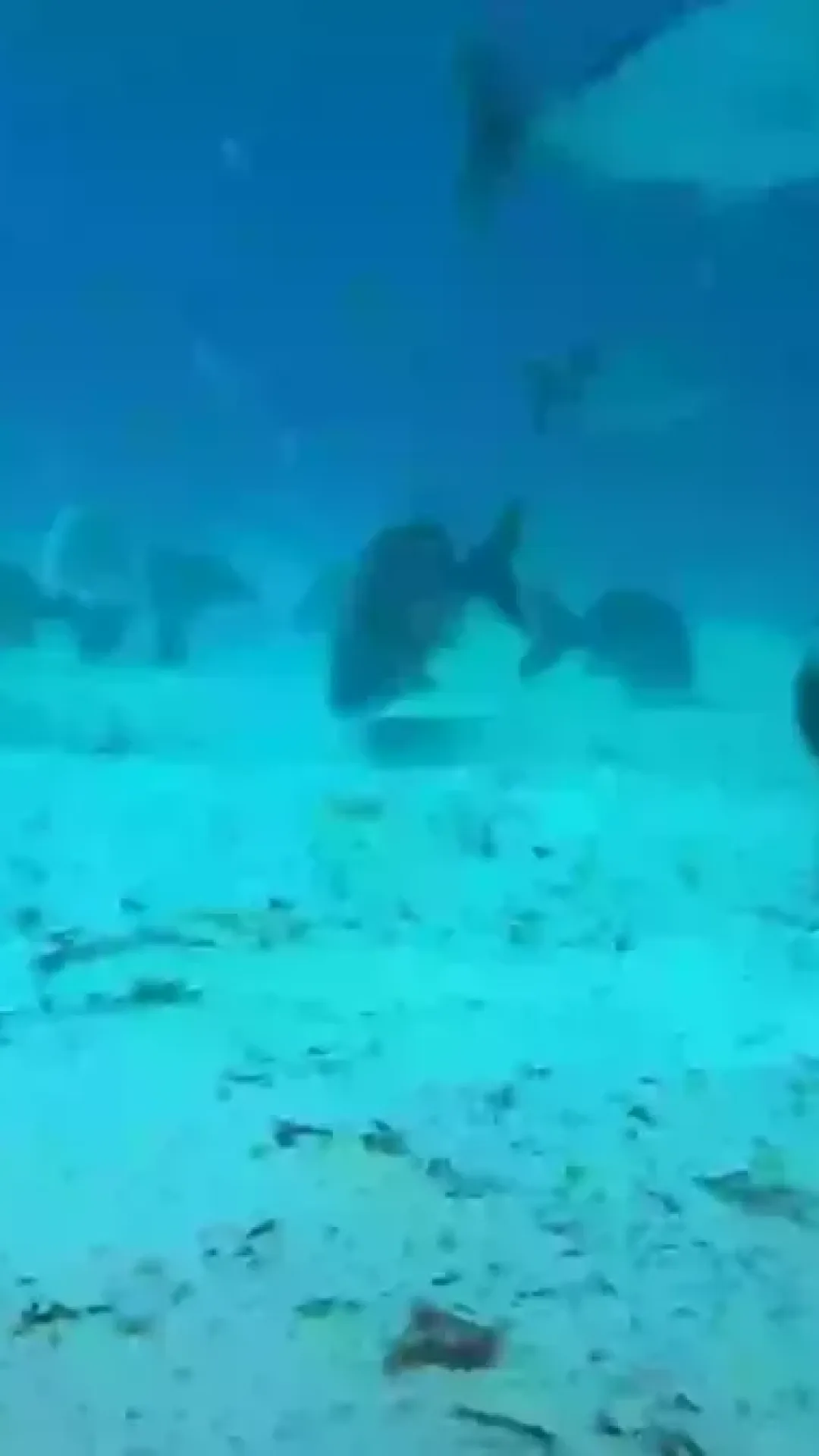 Homem deixa pessoas “aterrorizadas” ao deixar cair GoPro sob navio de cruzeiro e descobrir o que há por baixo