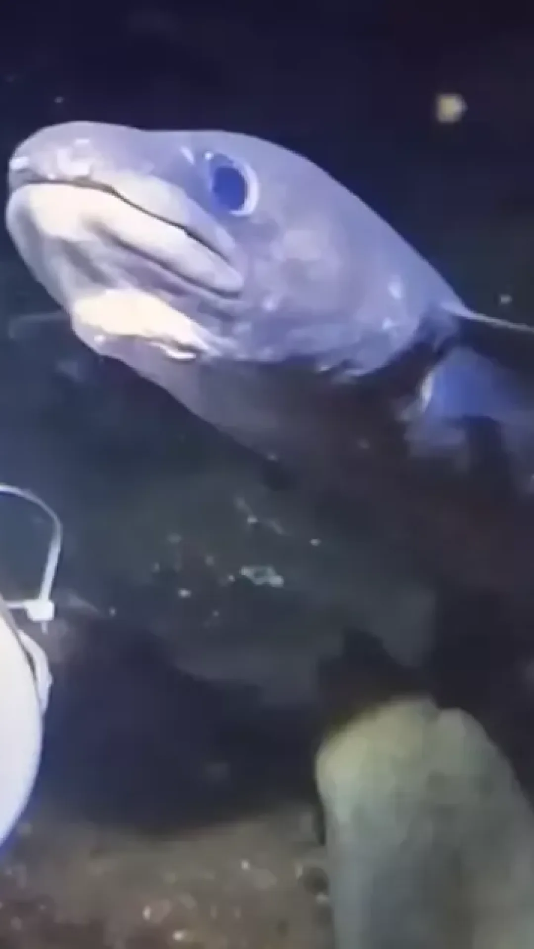 Homem deixou uma GoPro cair no fundo do oceano e encontrou uma criatura que nem os especialistas conseguem identificar