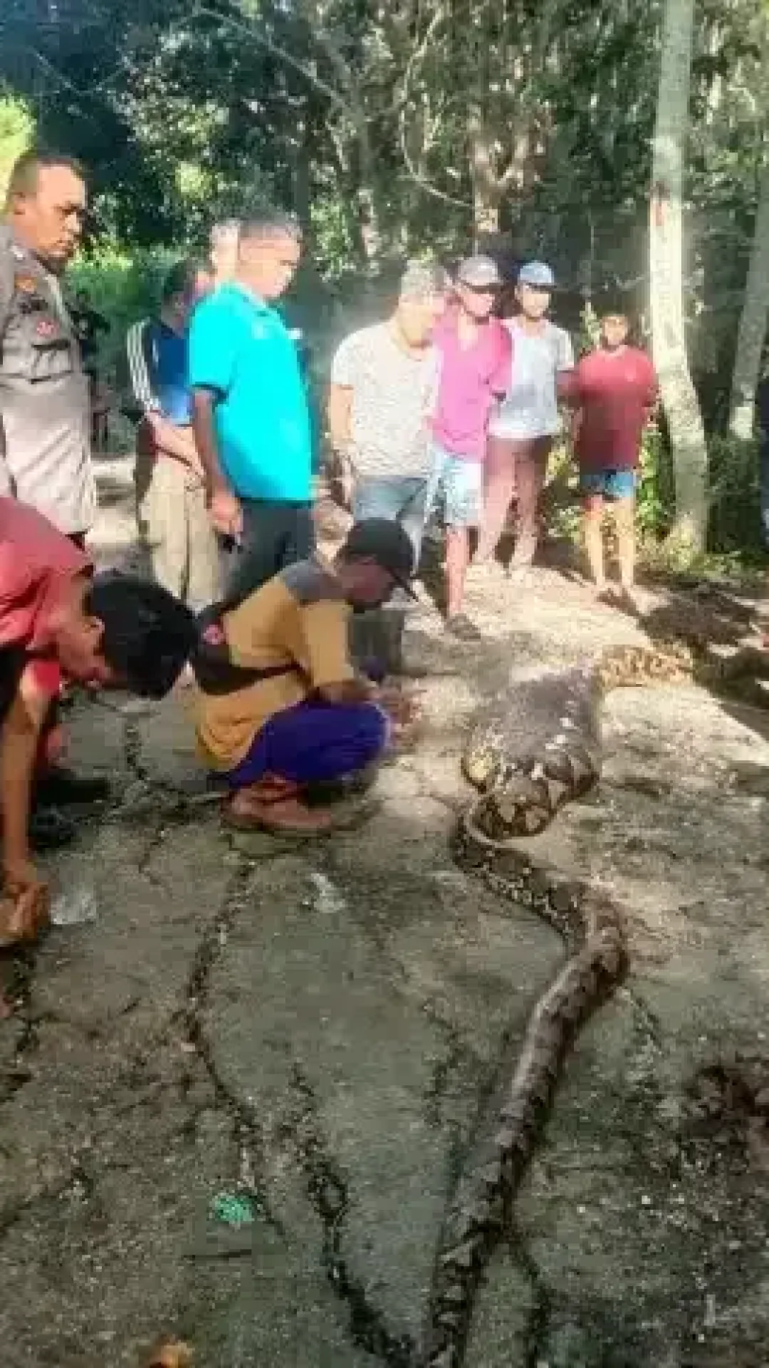 Homem desaparecido é encontrado morto dentro do estômago de uma píton gigante de 8 metros