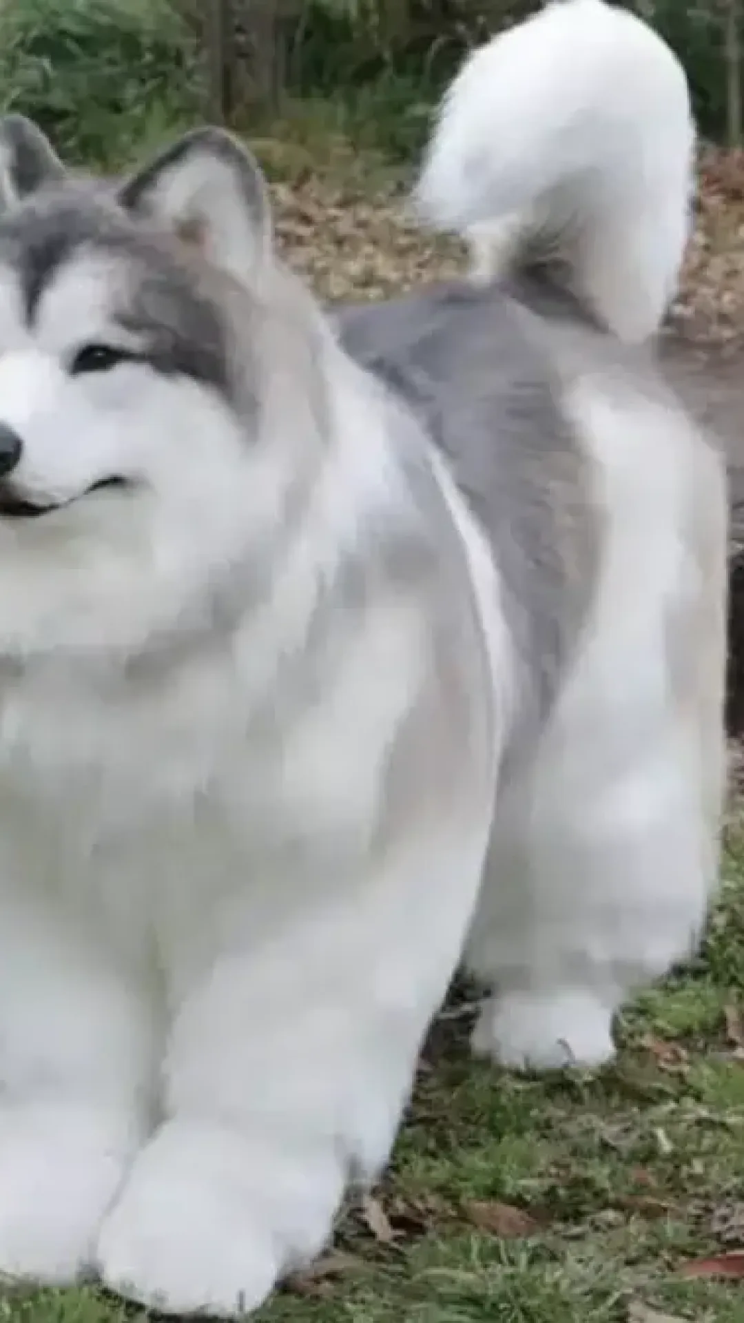 Homem que gastou mais de $ 14.000 para ‘virar um cachorro’ abre zoológico onde outras pessoas podem ser animais