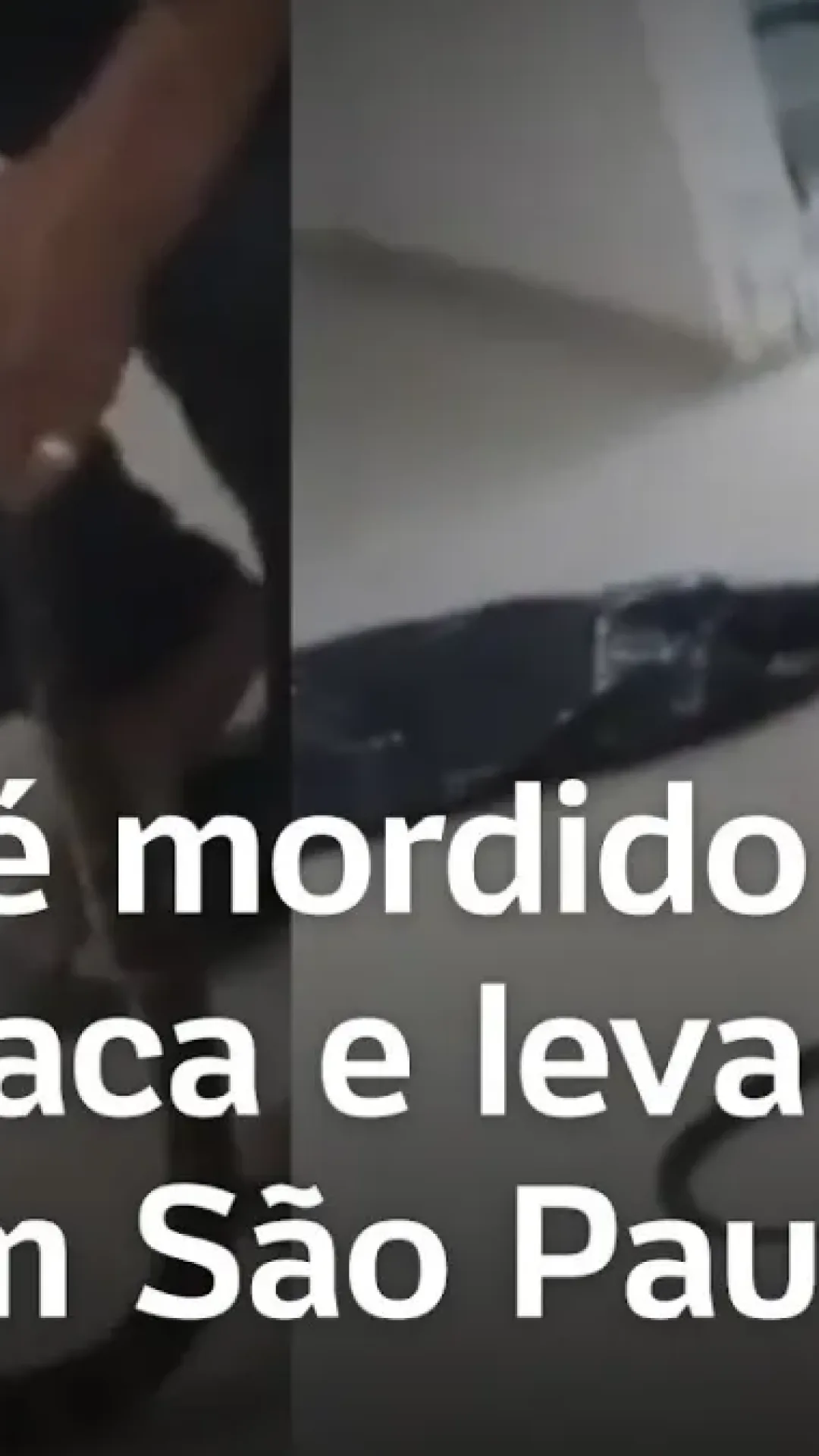 Homem vai com jararaca viva para o hospital após ser mordido