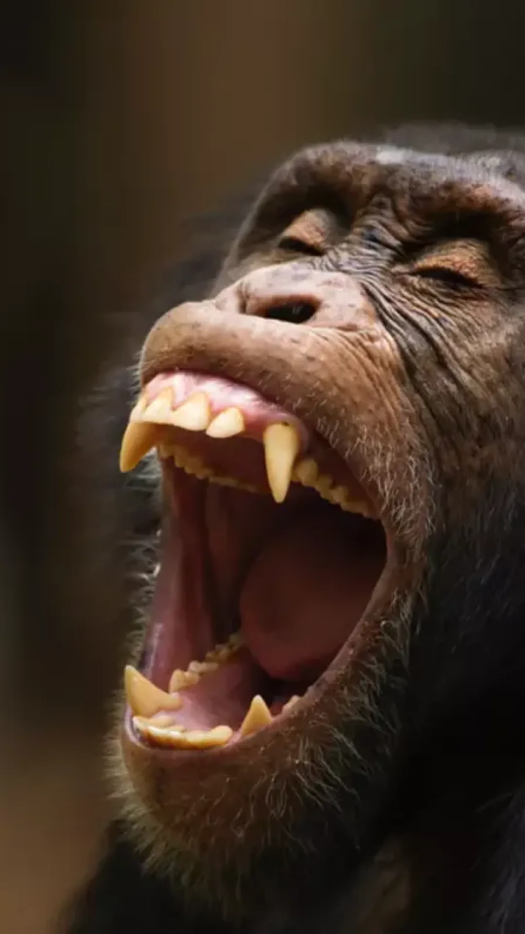 Horror quando um chimpanzé famoso por usar ferramentas arranca brutalmente bebê dos braços da mãe e o mata