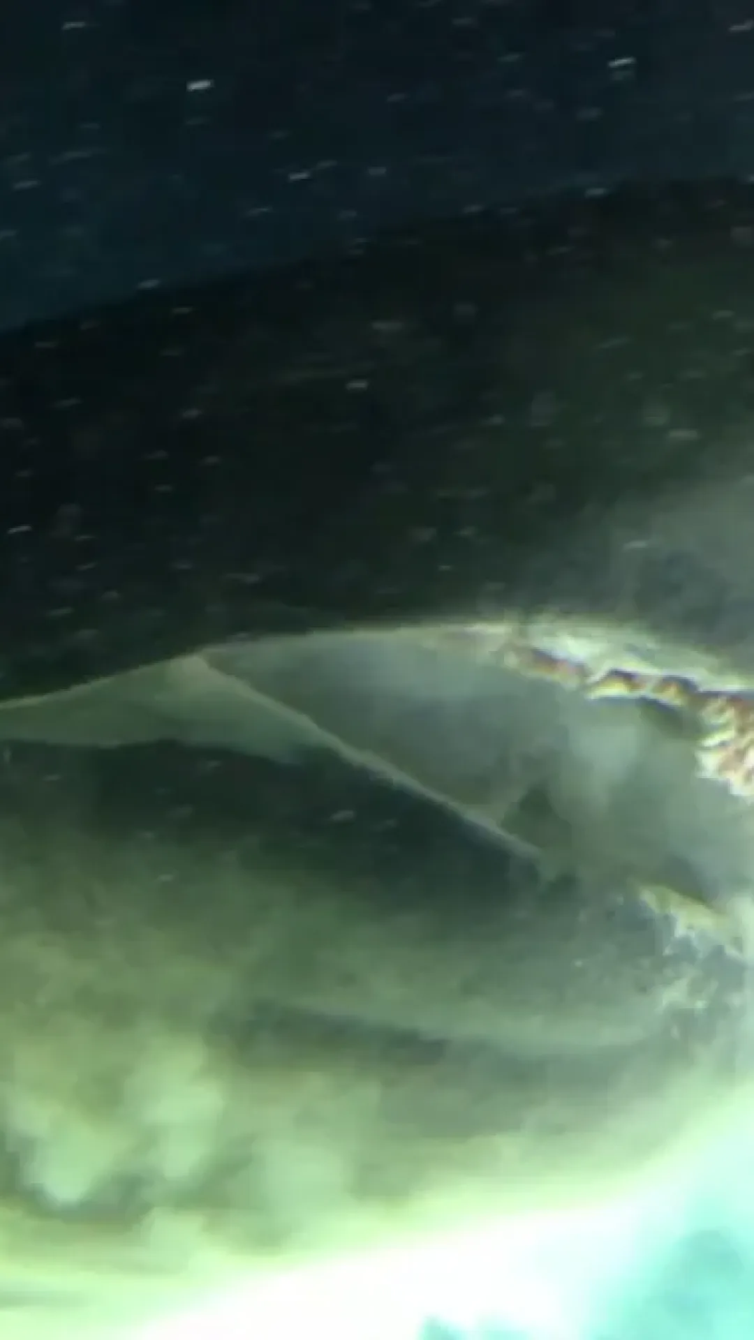Imagens capturam submarino entrando em contato com ‘monstro do fundo do mar’ anterior a dinossauros