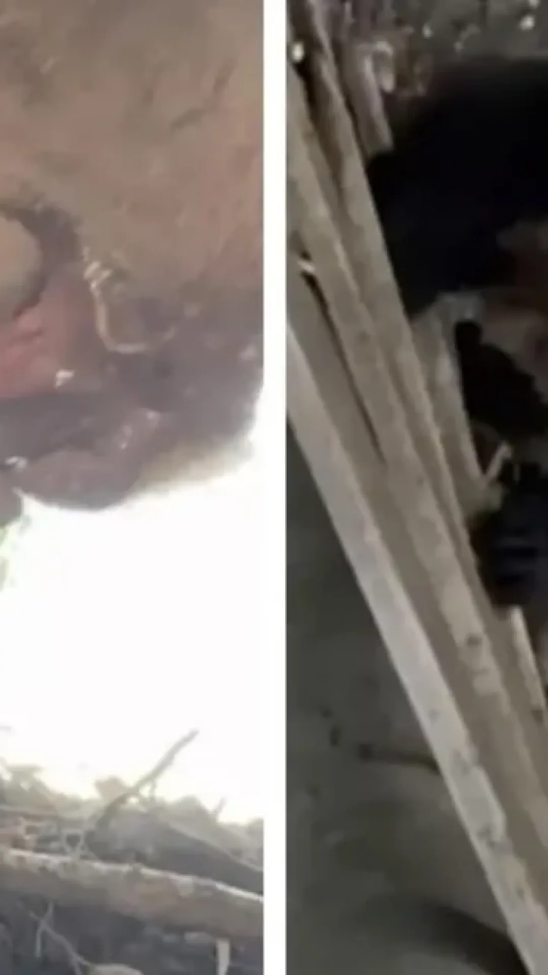 Influenciador se filma em toca de urso enquanto animal chega em casa. Veja o que aconteceu