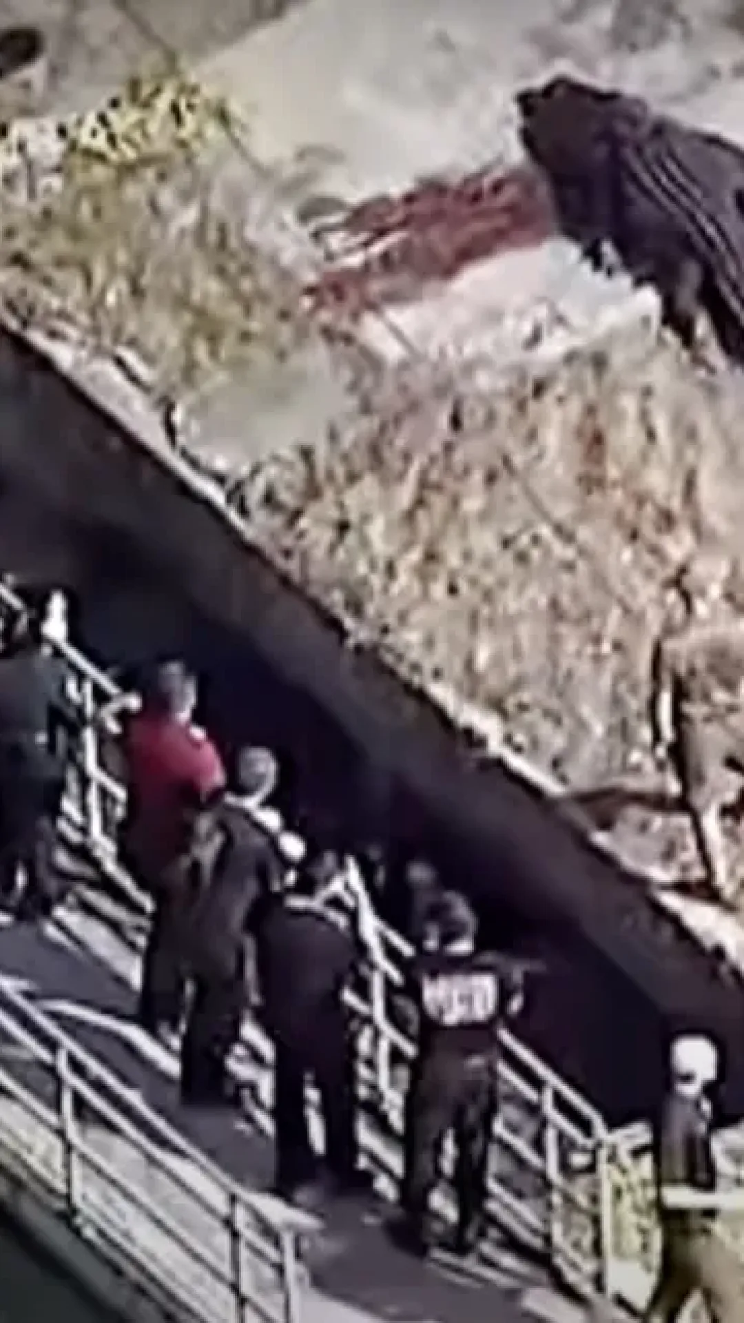 Jacaré gigante mata mulher na Flórida: vídeo chocante