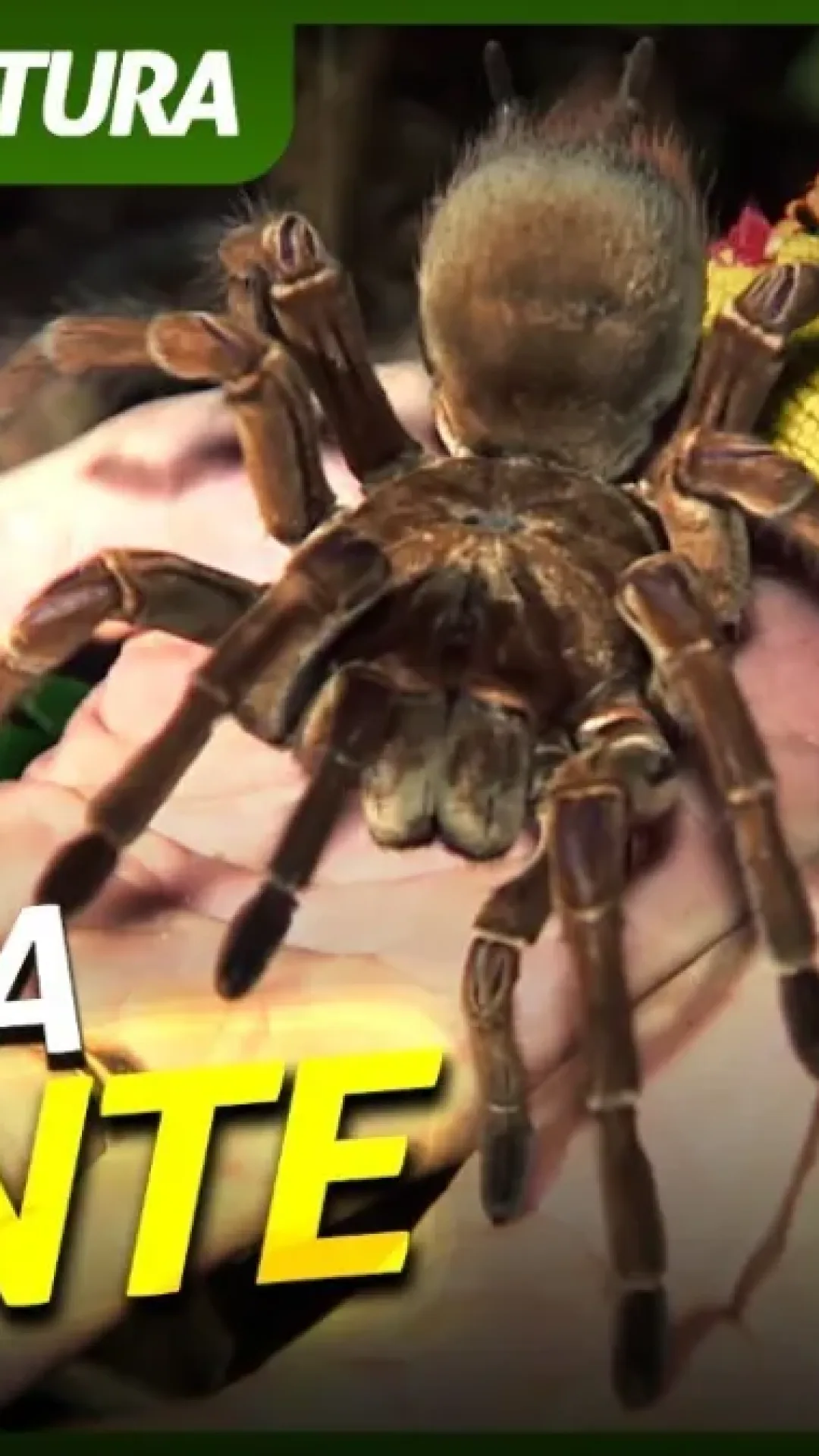 Maior aranha do mundo é encontrada no Brasil