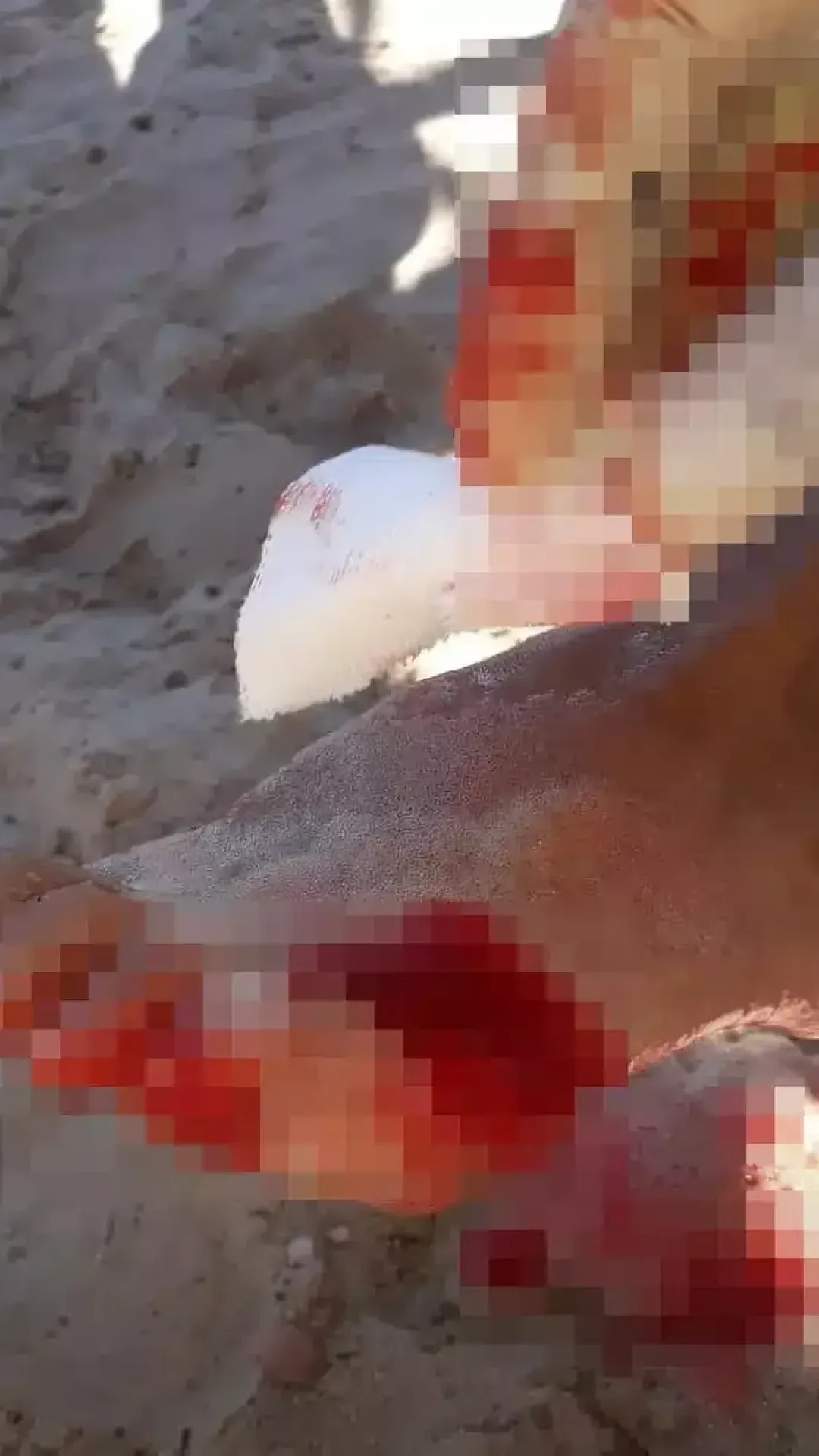 Mais de 40 nadadores sofrem ferimentos horríveis em ataque em massa de piranhas