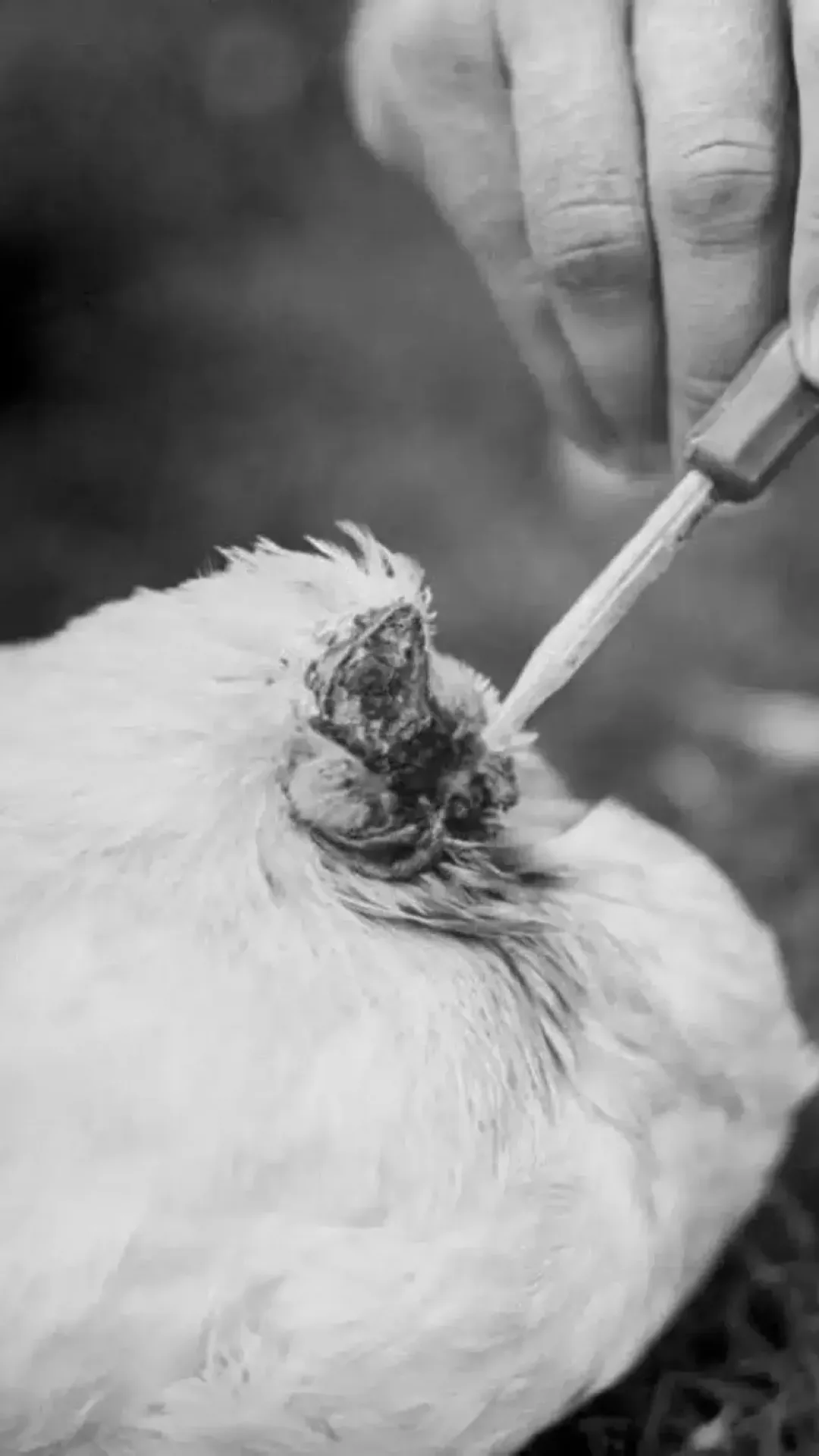 Mike, o frango que viveu 18 meses sem cabeça