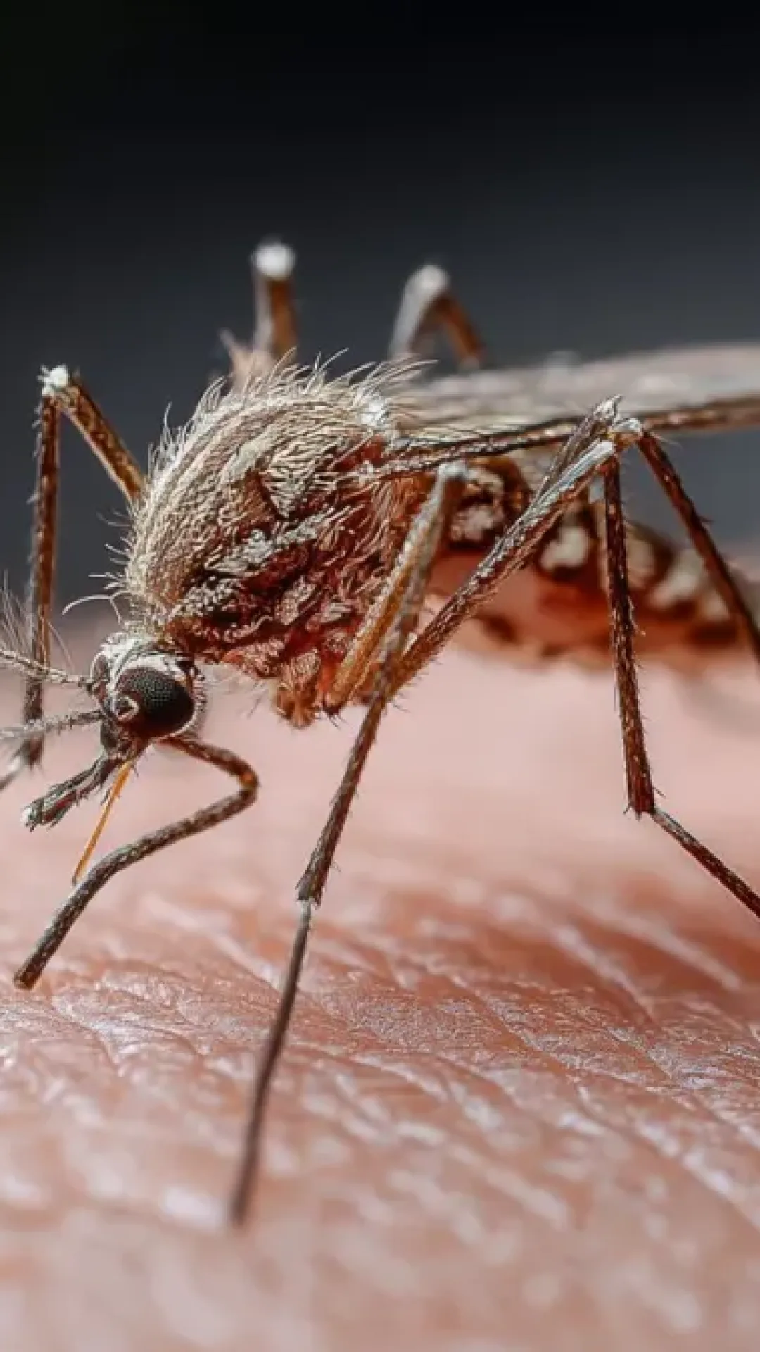 Mistério resolvido: Descobriram por que algumas pessoas são mais picadas por mosquitos do que outras