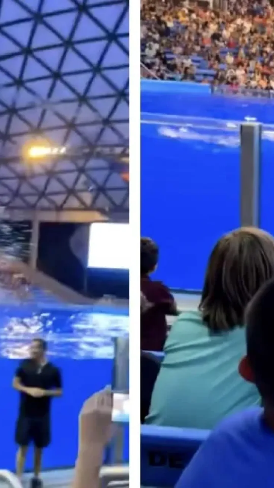 Momento ‘traumático’ quando baleia defeca e respinga fezes na multidão