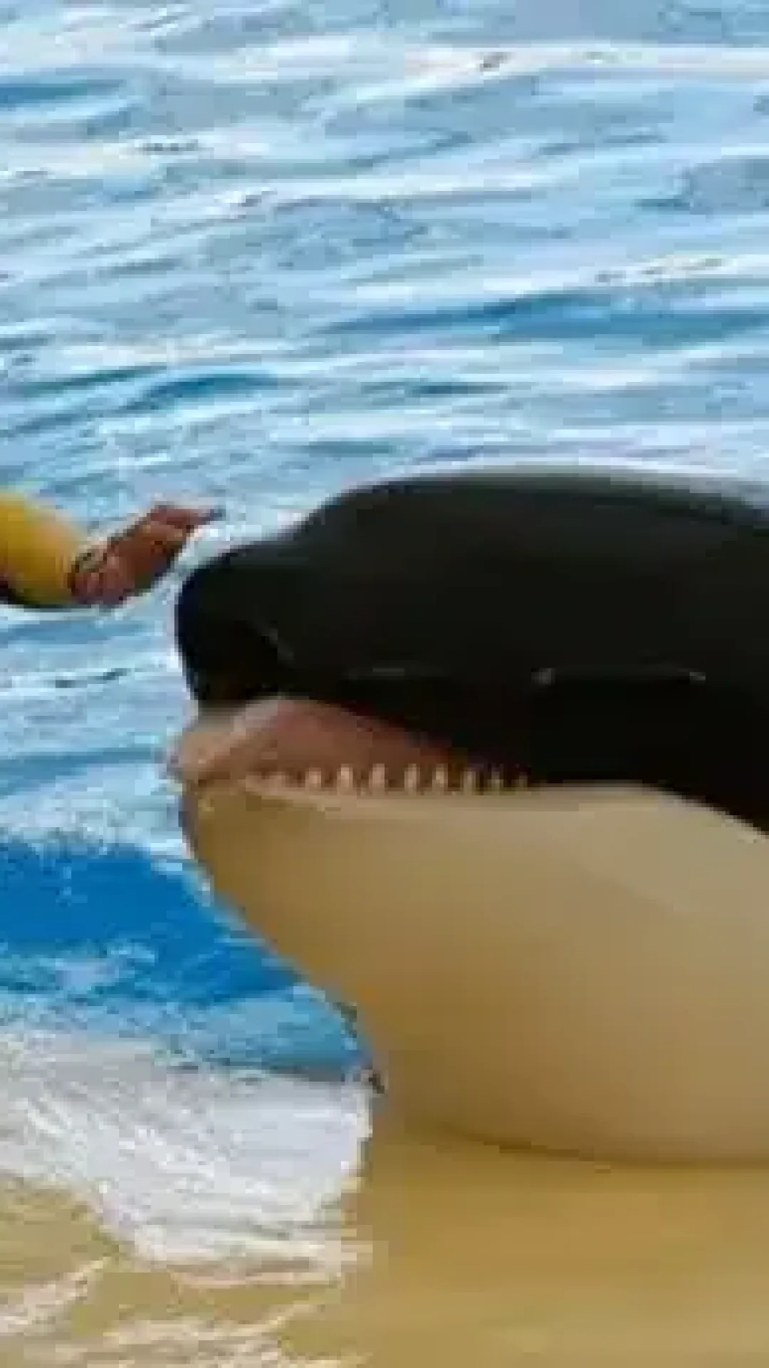 Momentos finais horríveis do treinador antes de orca matá-lo e ‘brincar violentamente com o corpo’