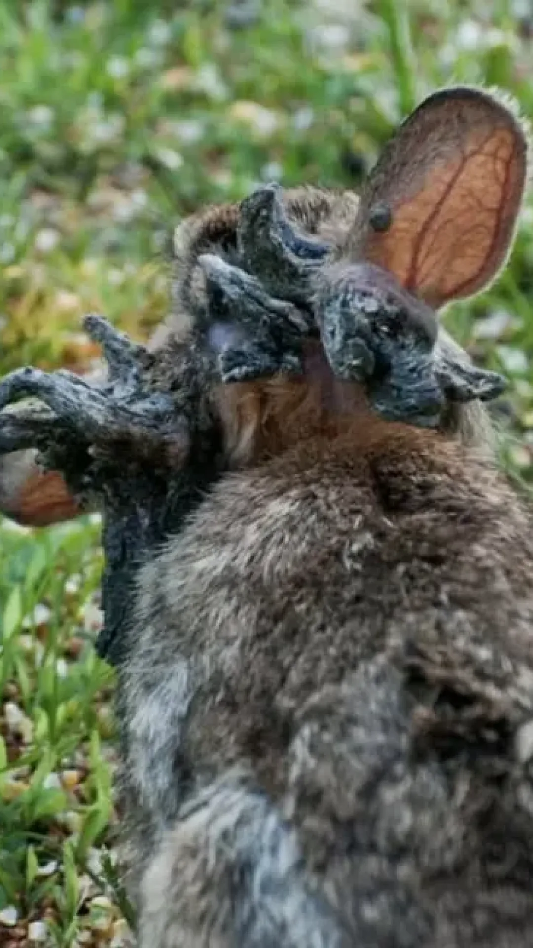 Morador faz alerta preocupante sobre coelhos assustadores com “tentáculos” enquanto é emitido aviso urgente