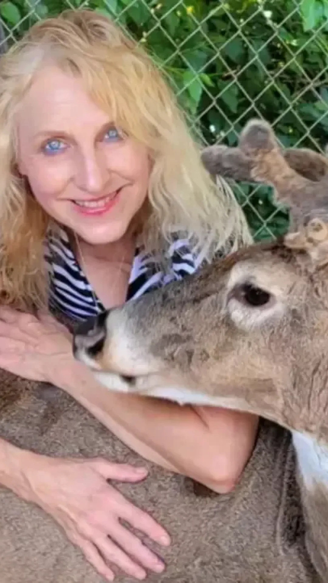 Mulher é morta por um cervo que ela ajudou a salvar e cuidava