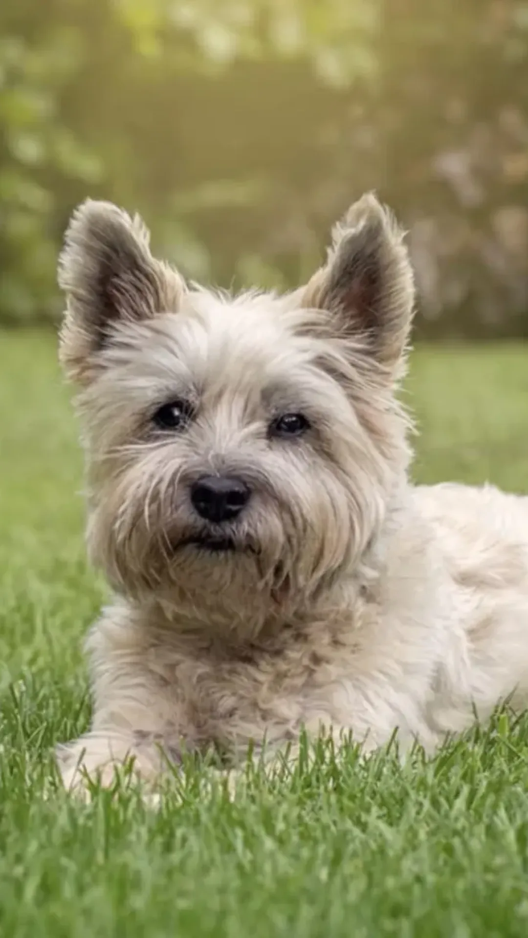 O cão mais bonito do mundo foi revelado segundo a ciência, e não é o que você imagina