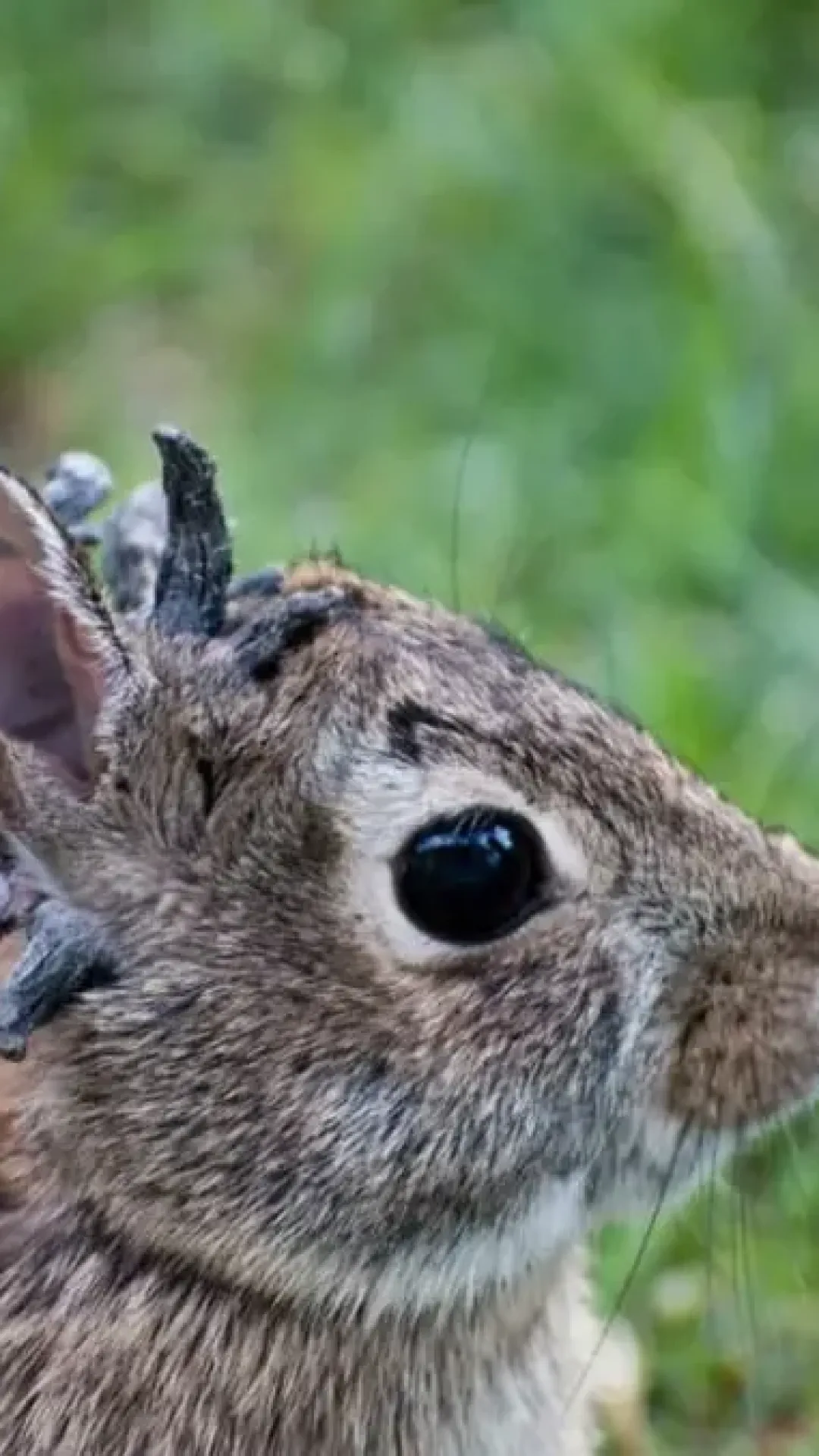 O impacto devastador da doença em coelhos “Frankenstein” com “tentáculos” enquanto invadem os EUA