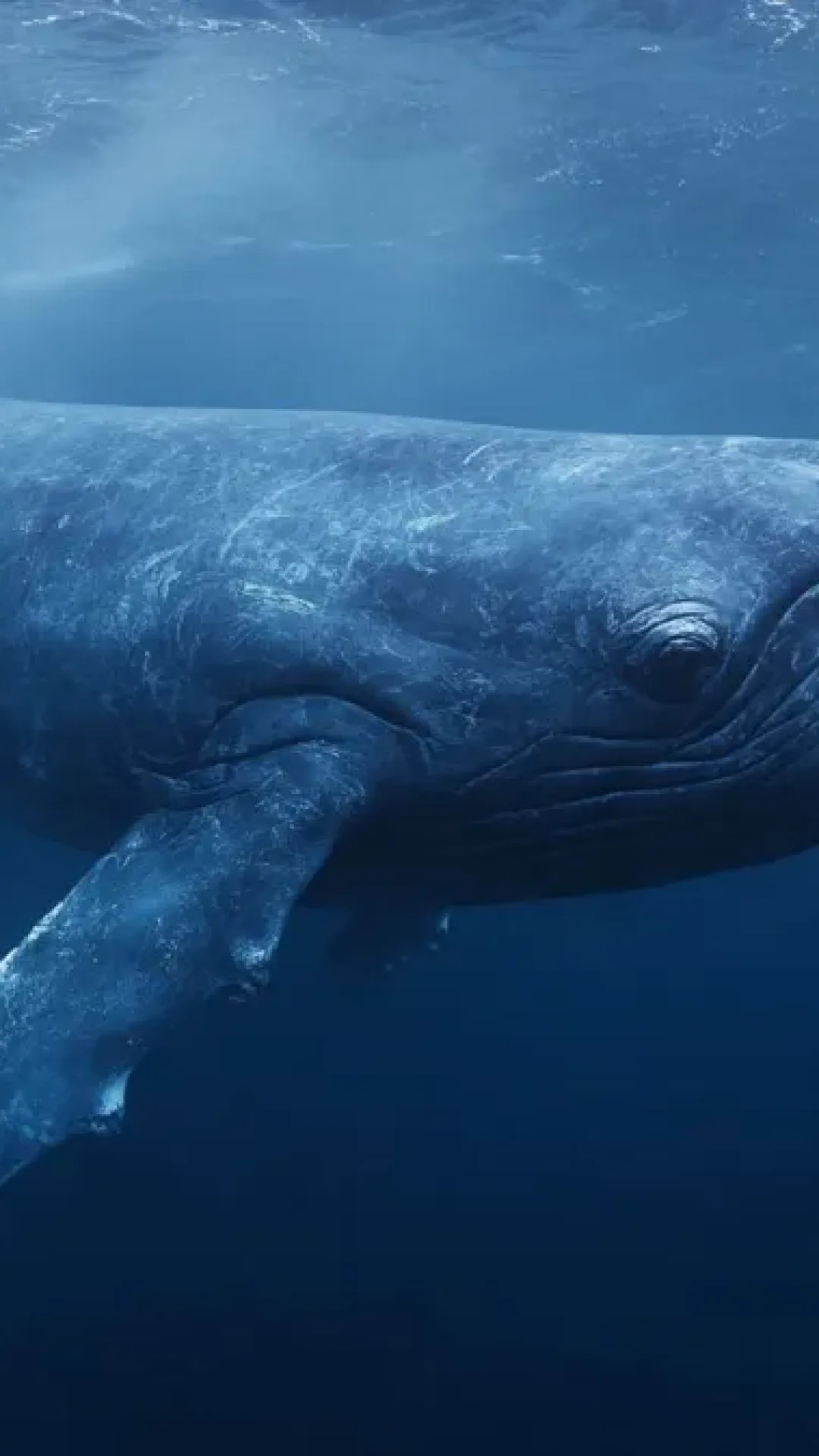 O inquietante silêncio das baleias-azuis: um alerta nos oceanos