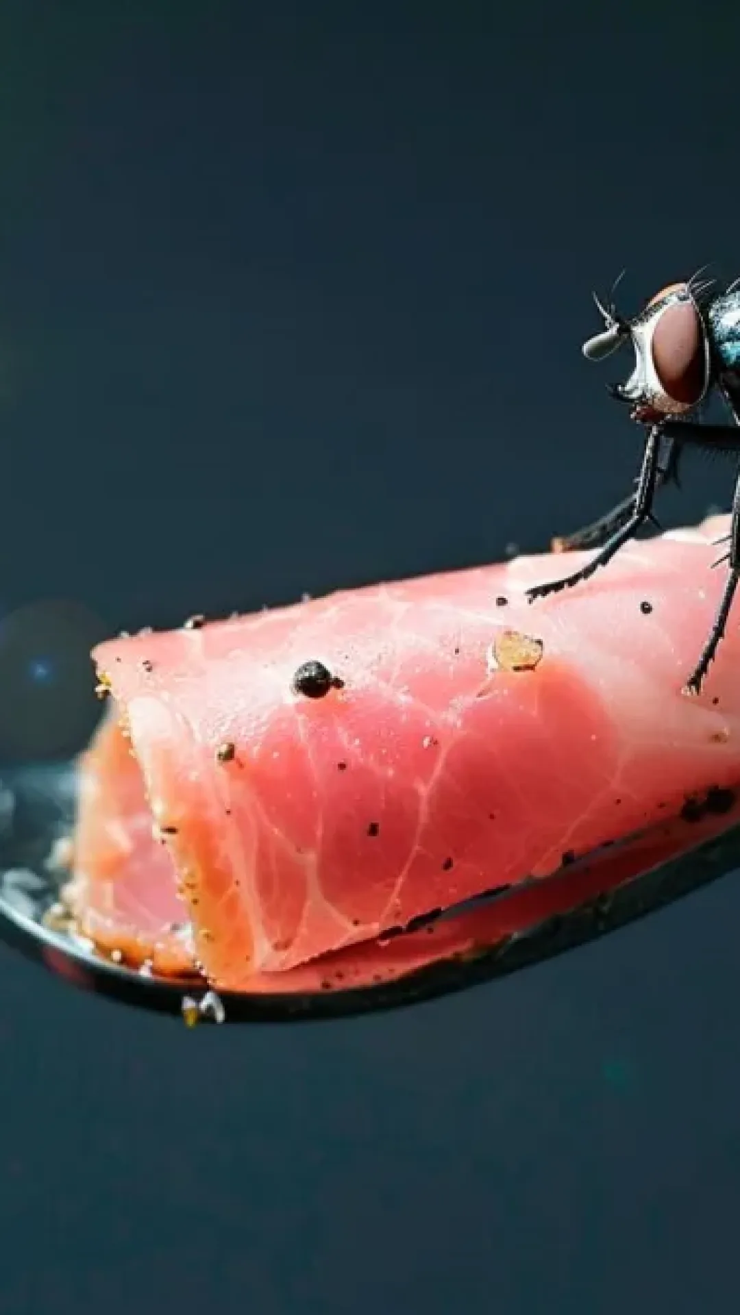 O que acontece quando uma mosca pousa em sua comida?