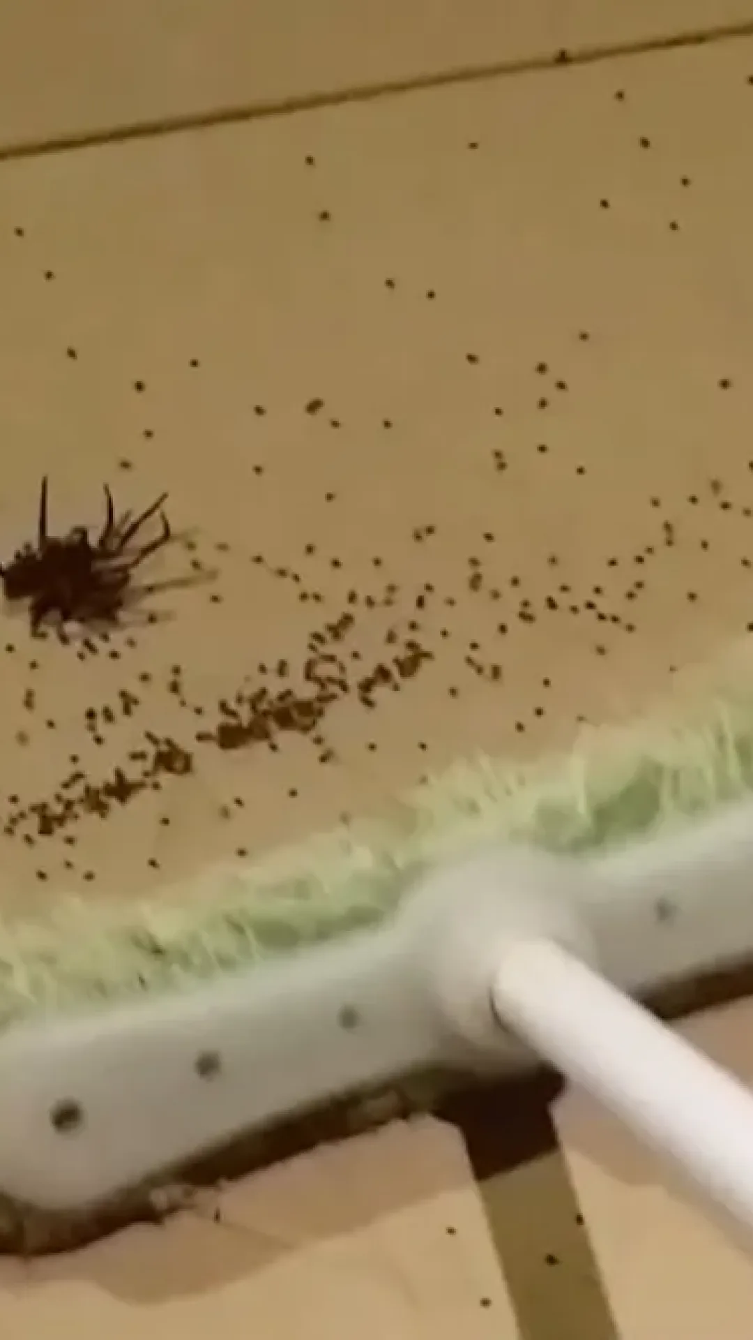 O que acontece quando você esmaga uma aranha grávida