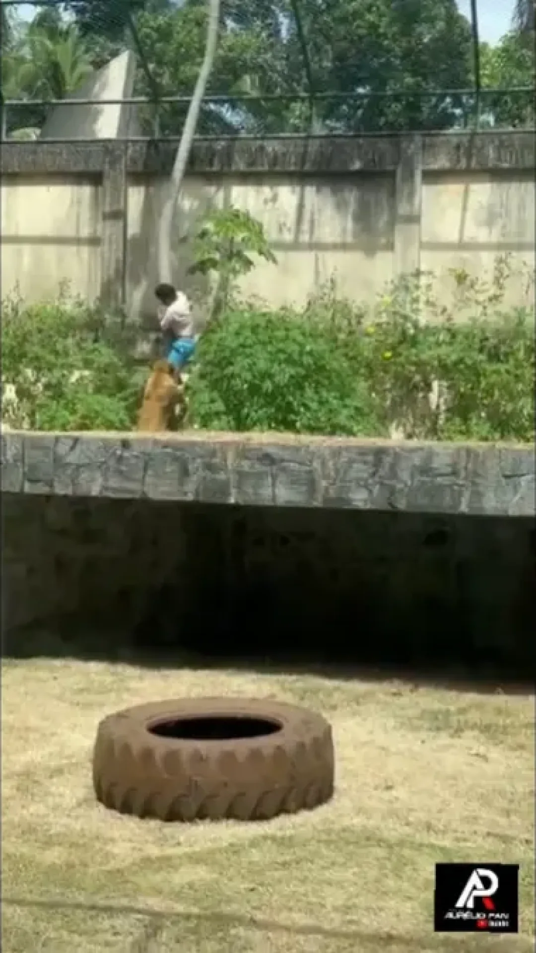 O que acontecerá com a leoa que matou homem invadiu sua jaula em zoológico de João Pessoa?