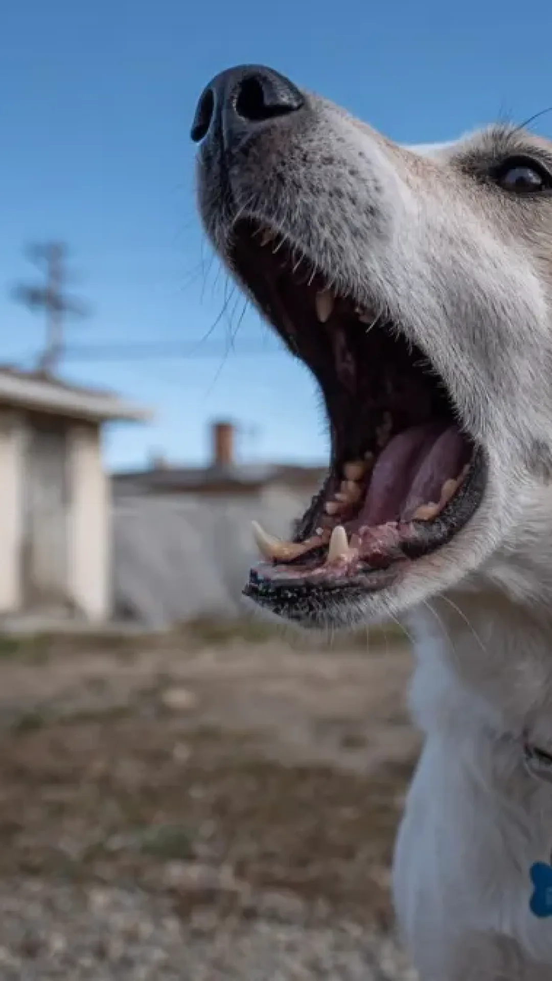 O que significa quando um cão late só para algumas pessoas, mas não para outras?