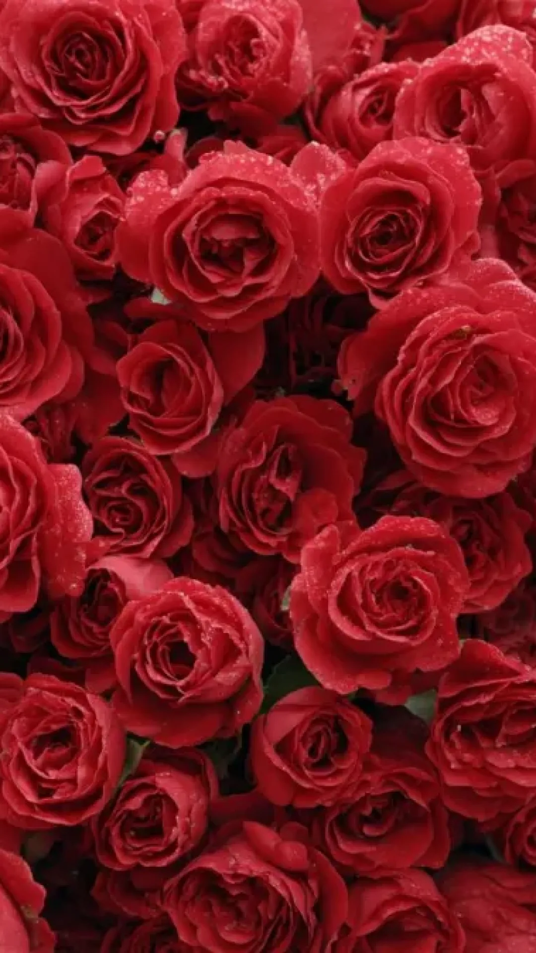O que sua cor favorita diz sobre você: o enigma por trás do vermelho e sua personalidade