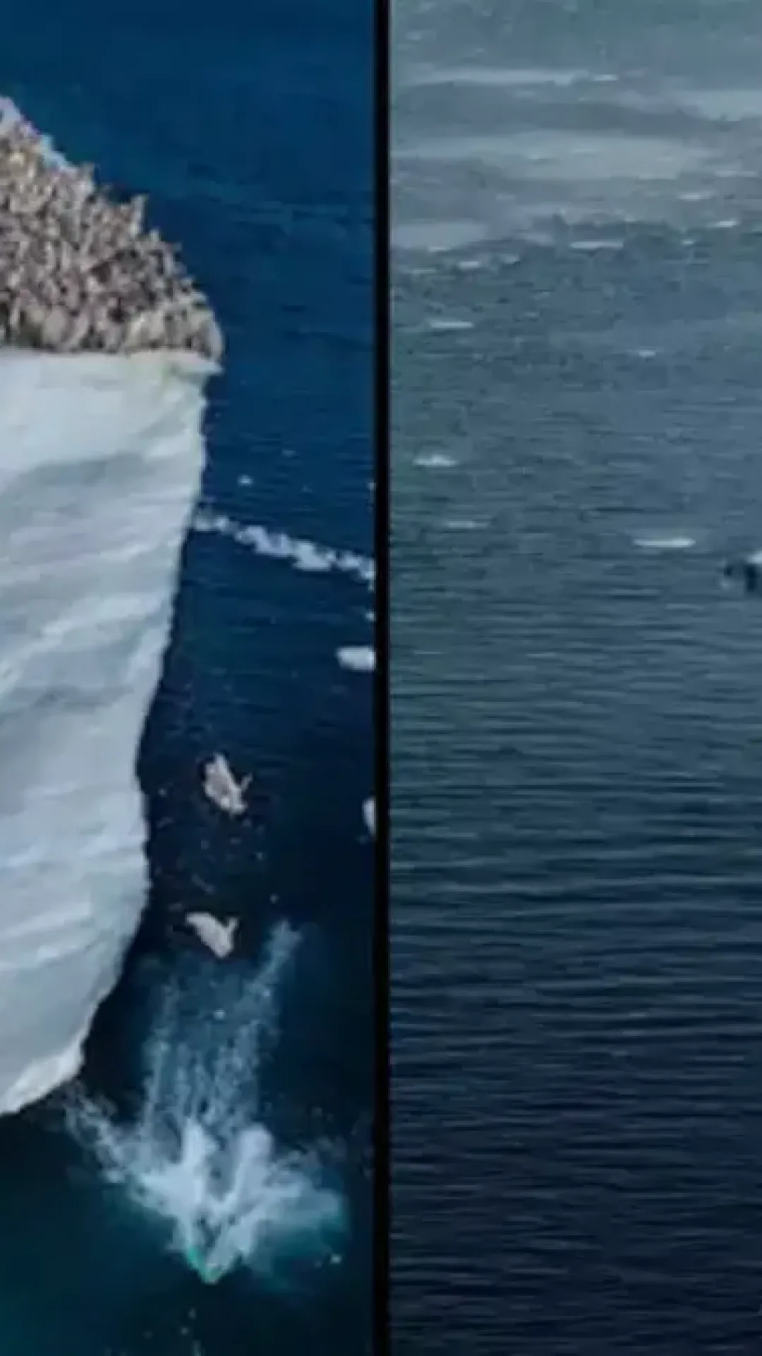 O triste motivo pelo qual filhotes de pinguim-imperador estão pulando de um penhasco de 15 metros em imagens recordes