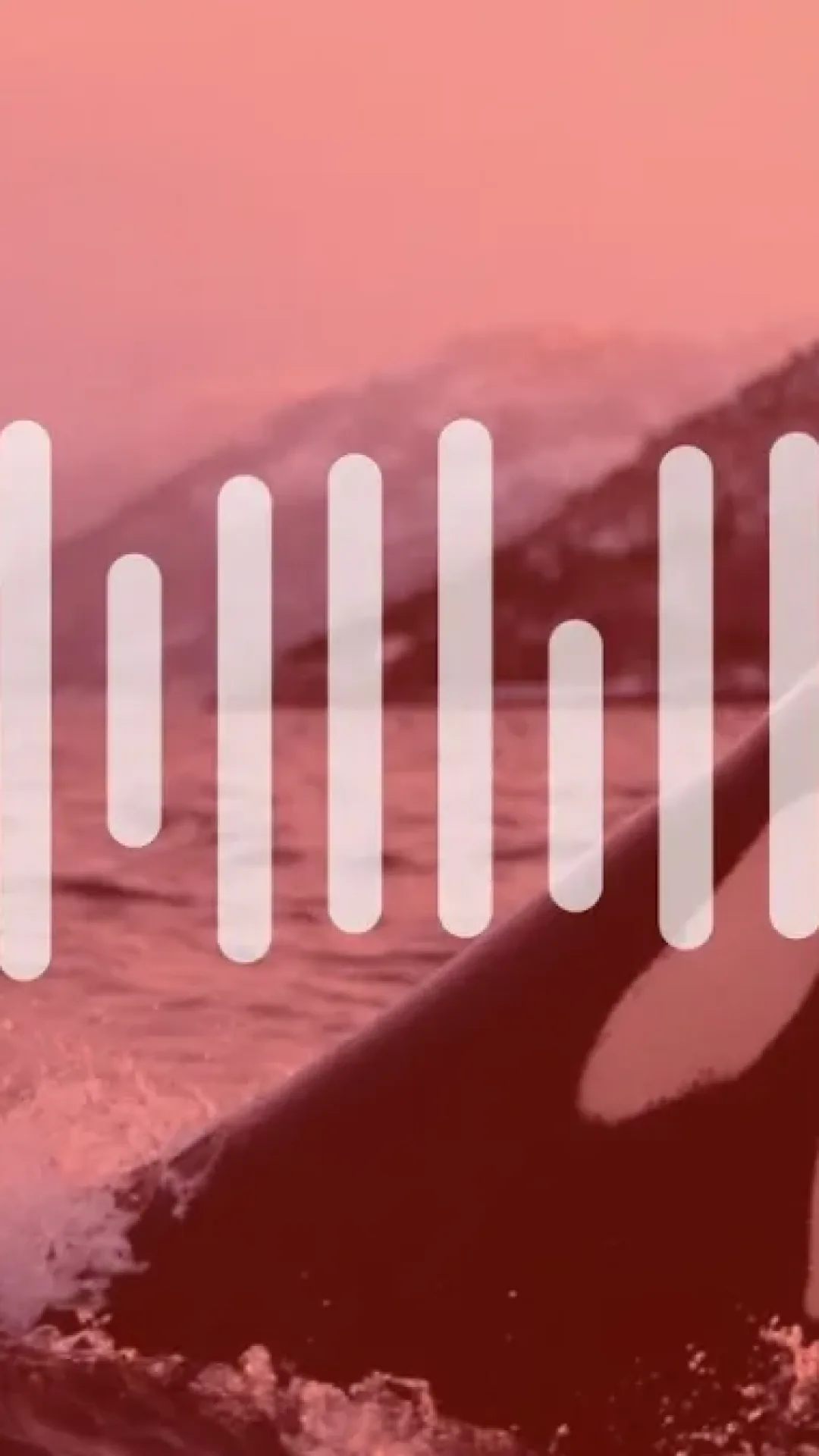 Orca imita humanos com sucesso em áudio assustador e fascinante