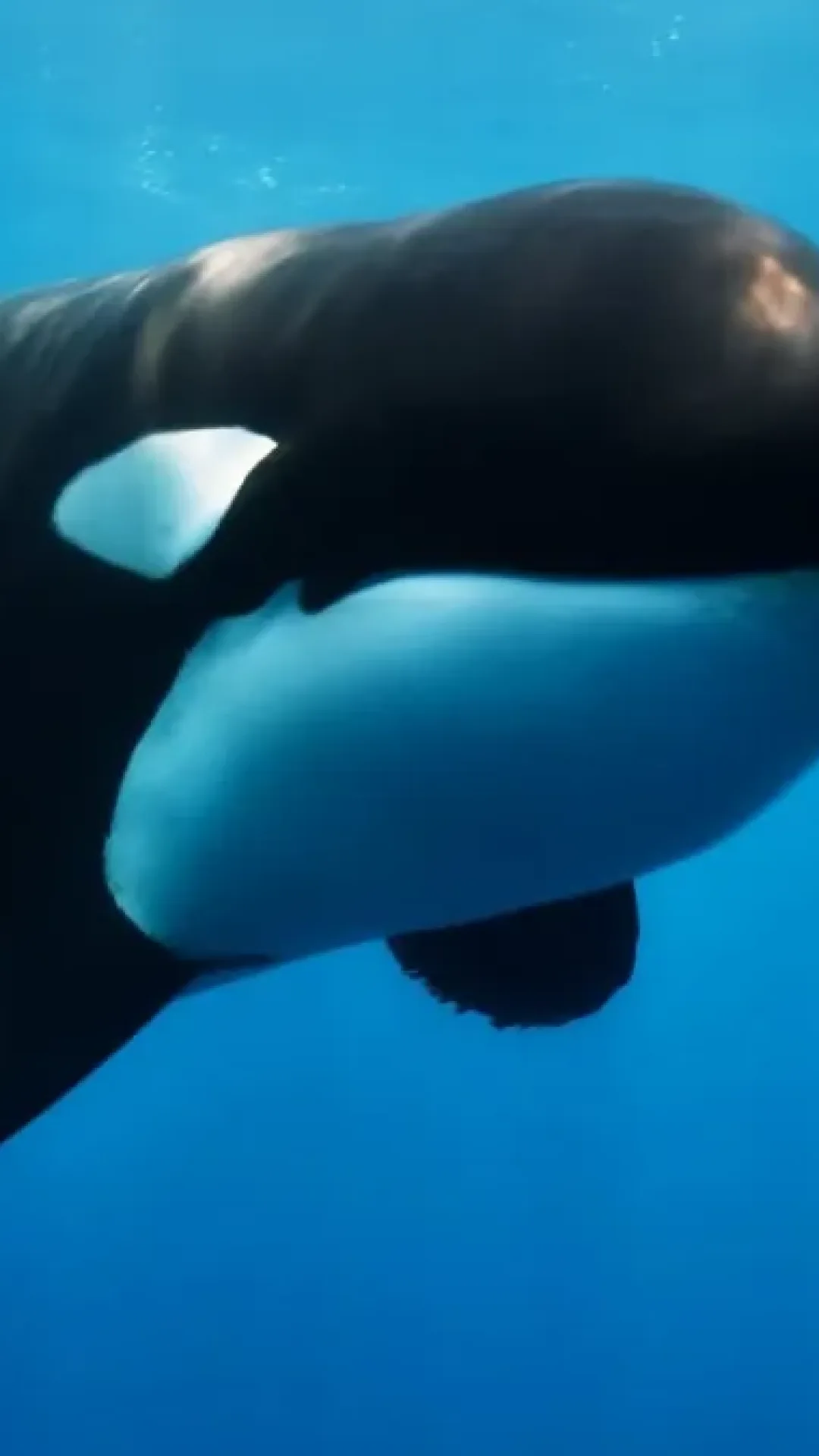 Orca persegue e mata grande tubarão branco com um golpe em imagens chocantes raramente vistas