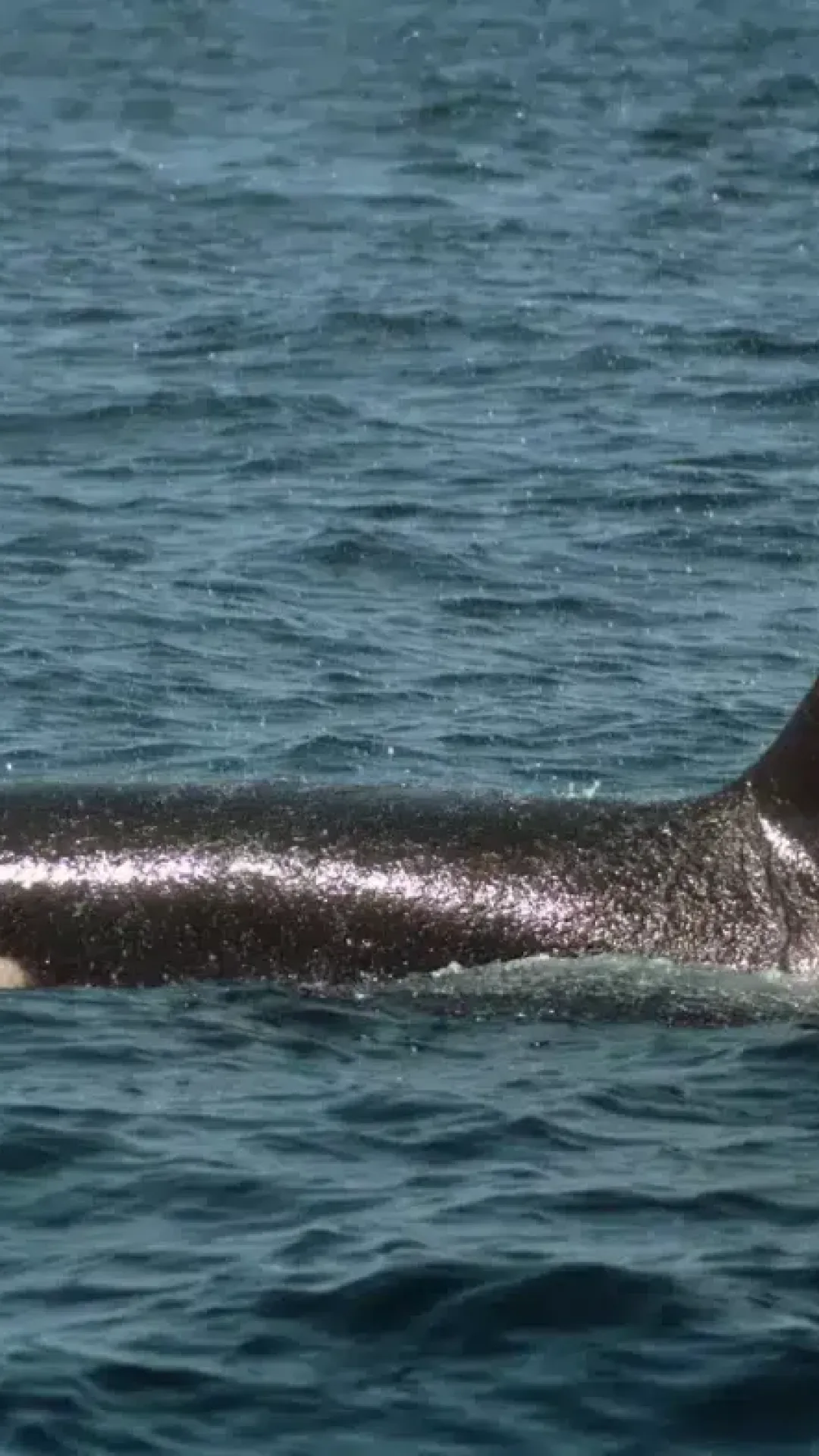 Orca persistente ‘ataca’ e afunda iate em apenas 45 minutos