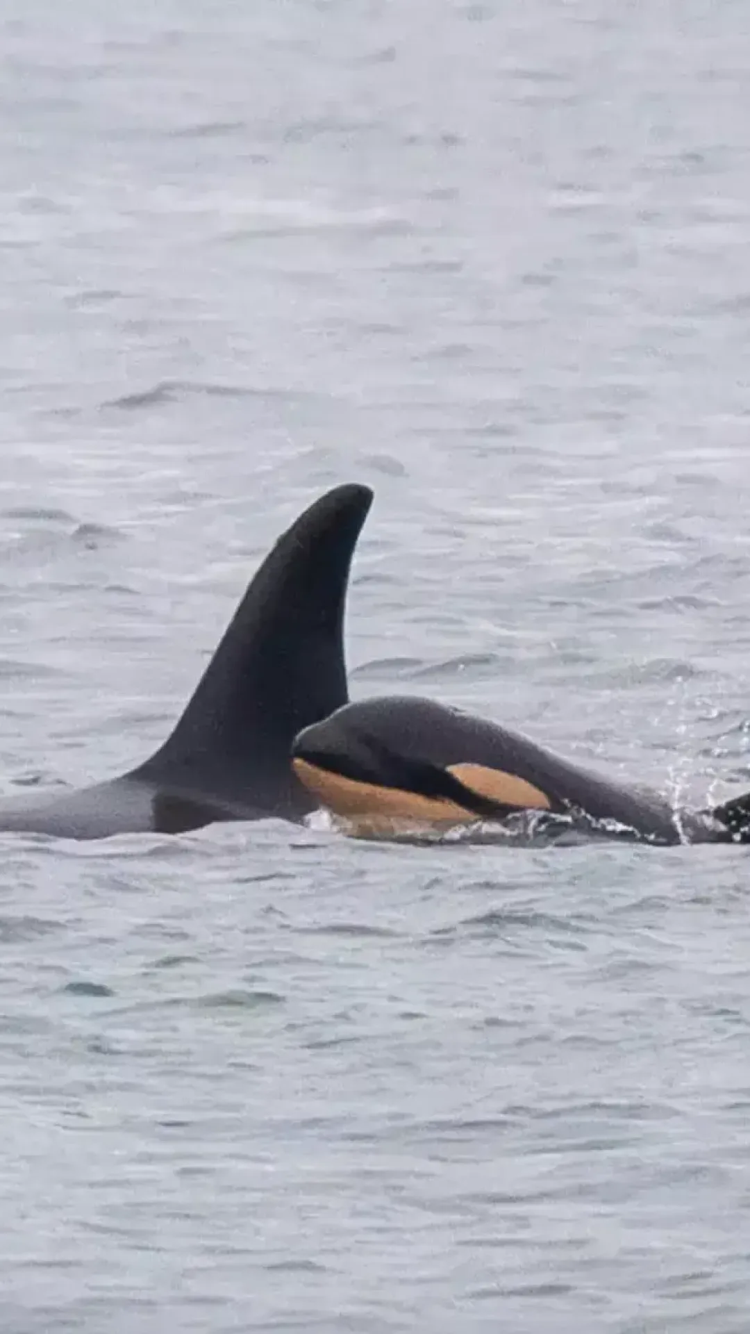 Orca que carregou seu filhote morto por 17 dias, percorrendo 1.600 km no oceano, perde outro filhote