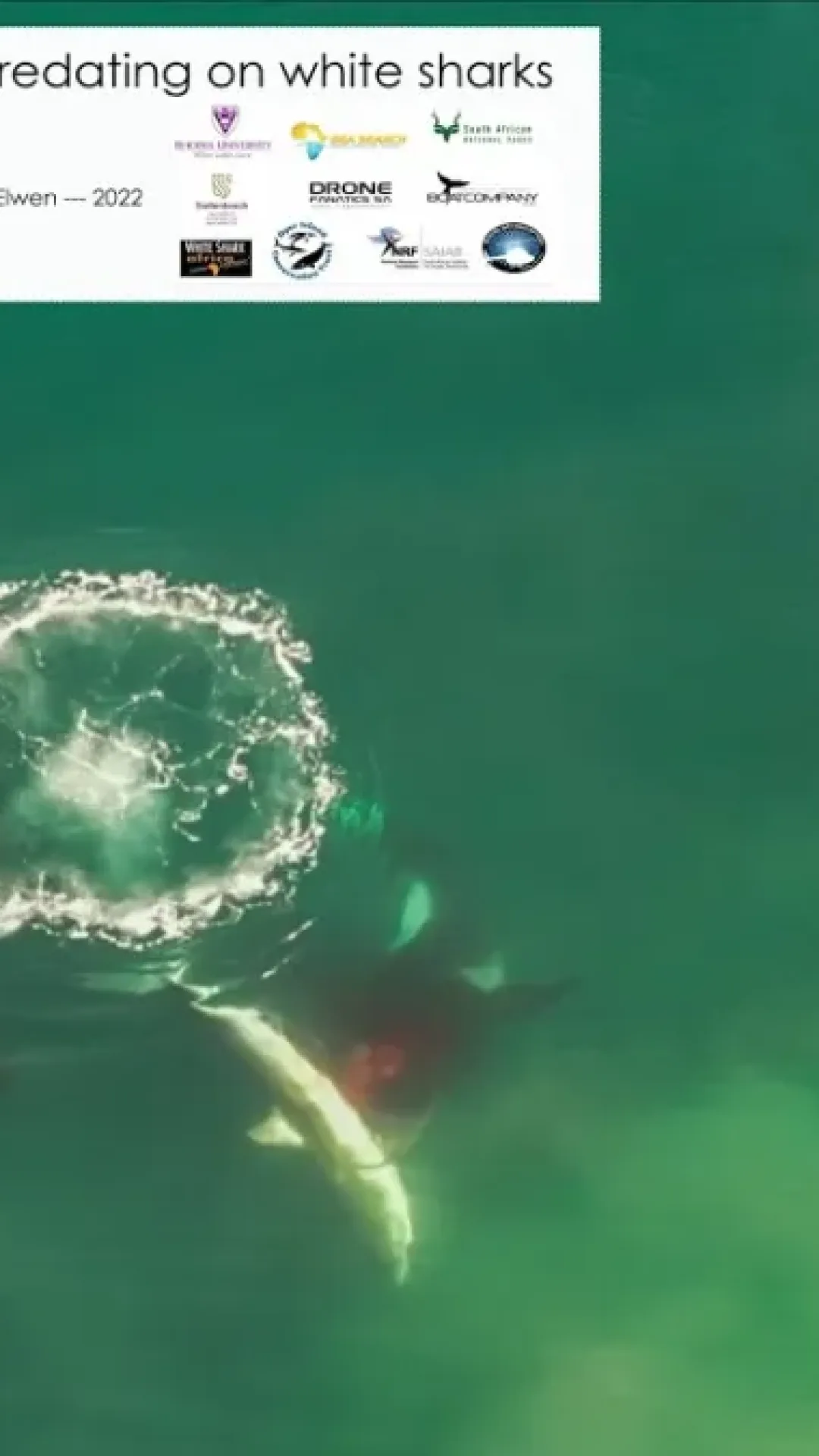 Orcas dominam tubarões em ataque inédito visto por drone