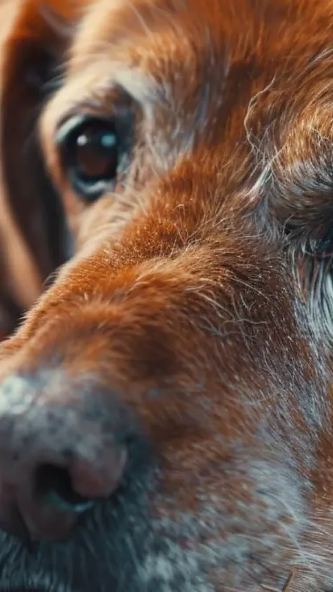 Os sinais comoventes de que seu cão está perto da morte