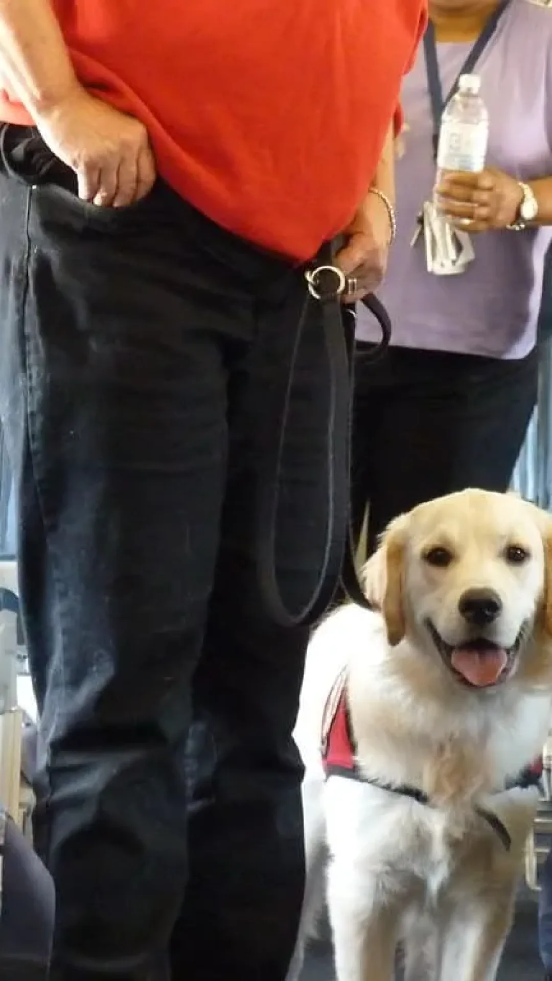 Passageiro de companhia aérea fica indignado ao descobrir que foi “removido do assento” por causa de um cachorro