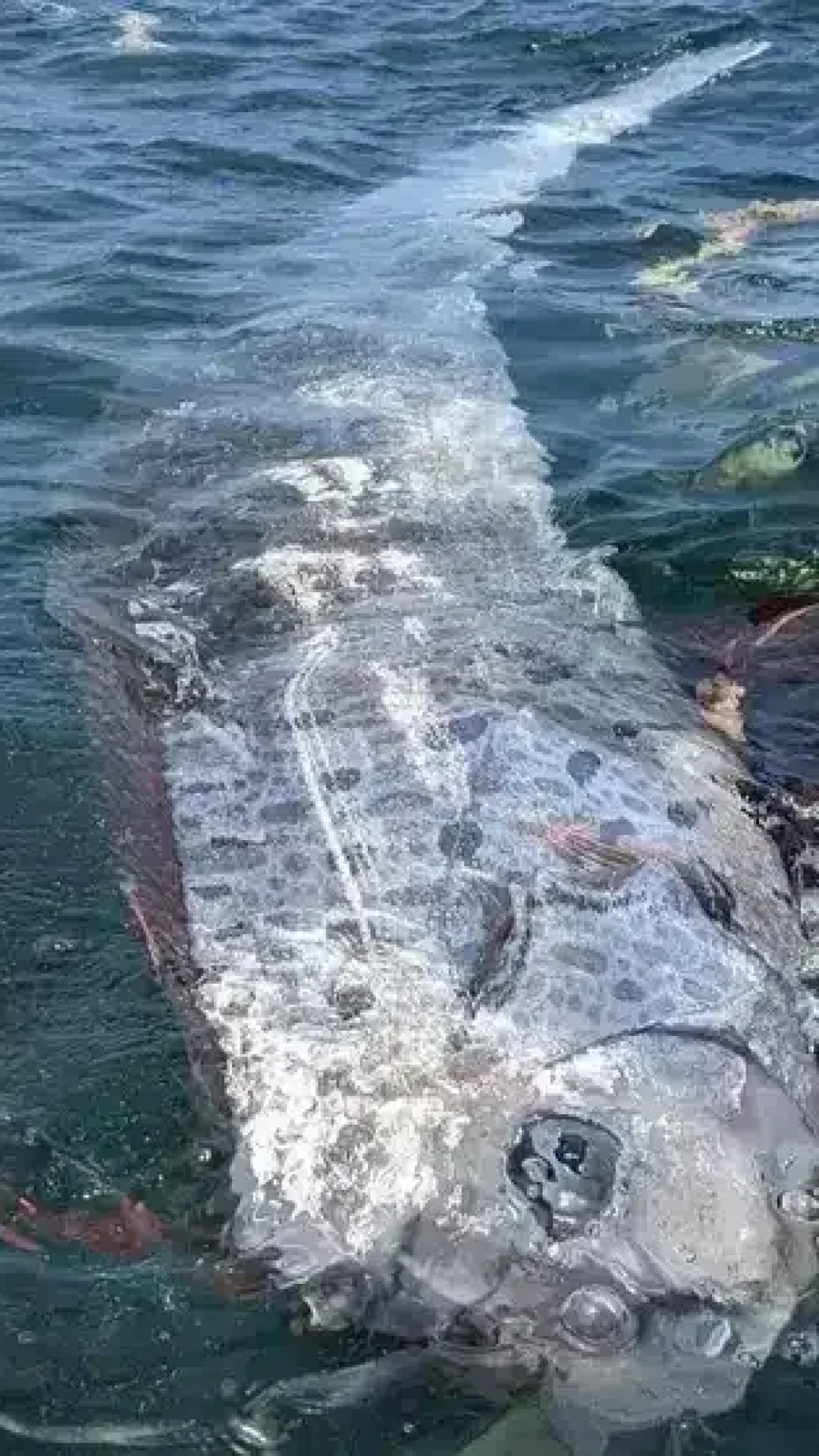 “Peixe do Juízo Final” aparece em praia dos EUA