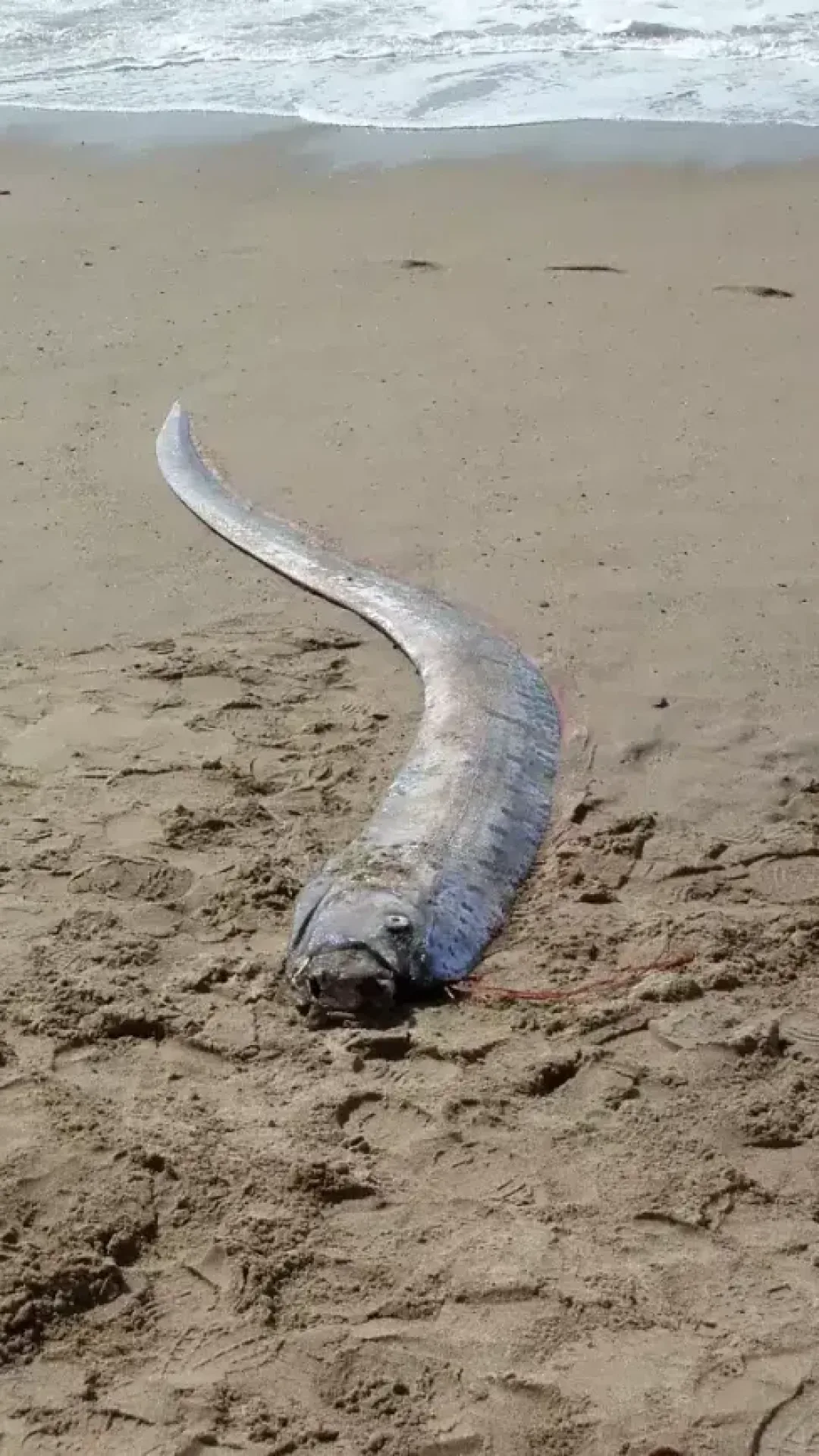 Pescadores capturam assustador ‘peixe do juízo final’ em raro avistamento de criatura das profundezas com formato de cabeça bizarro