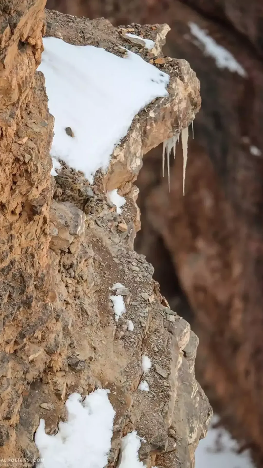 Pessoas estão enlouquecendo tentando encontrar o leopardo da neve nesta foto