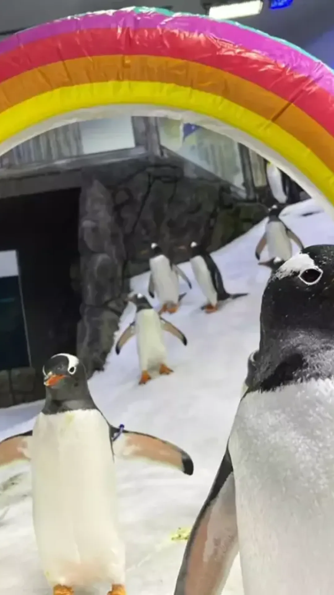 Pinguim gay mundialmente famoso morre e parceiro tem reação comovente