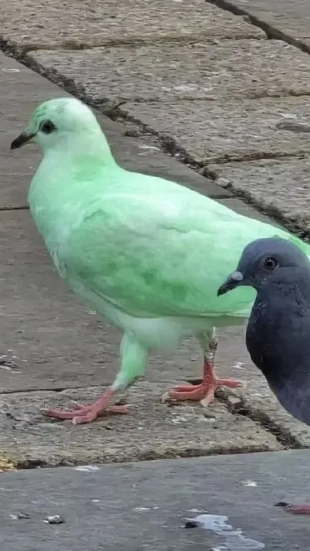 Pombo verde-brilhante e misterioso é visto em cidade e especialistas “soam o alarme”