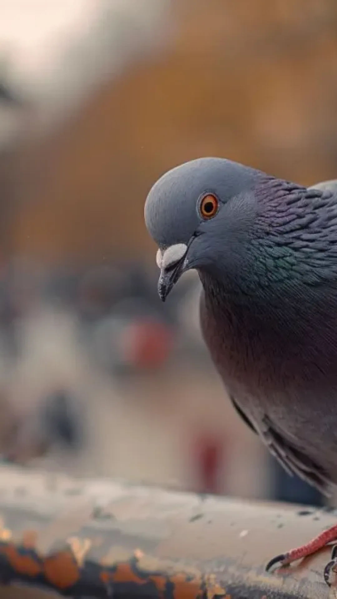 Por que não vemos os filhotes de pombo?